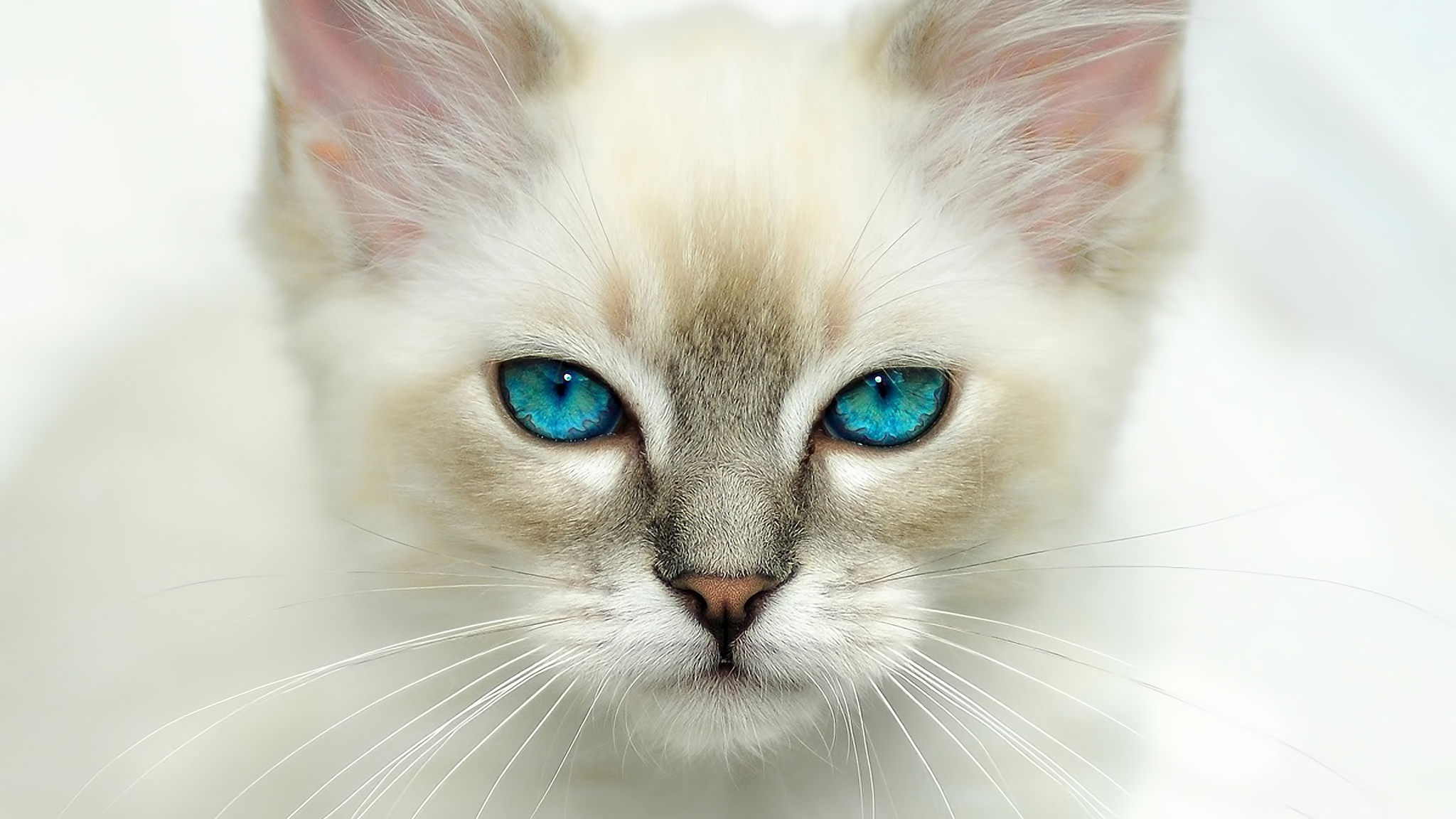 кот белый животное корзина голубые глаза без смс