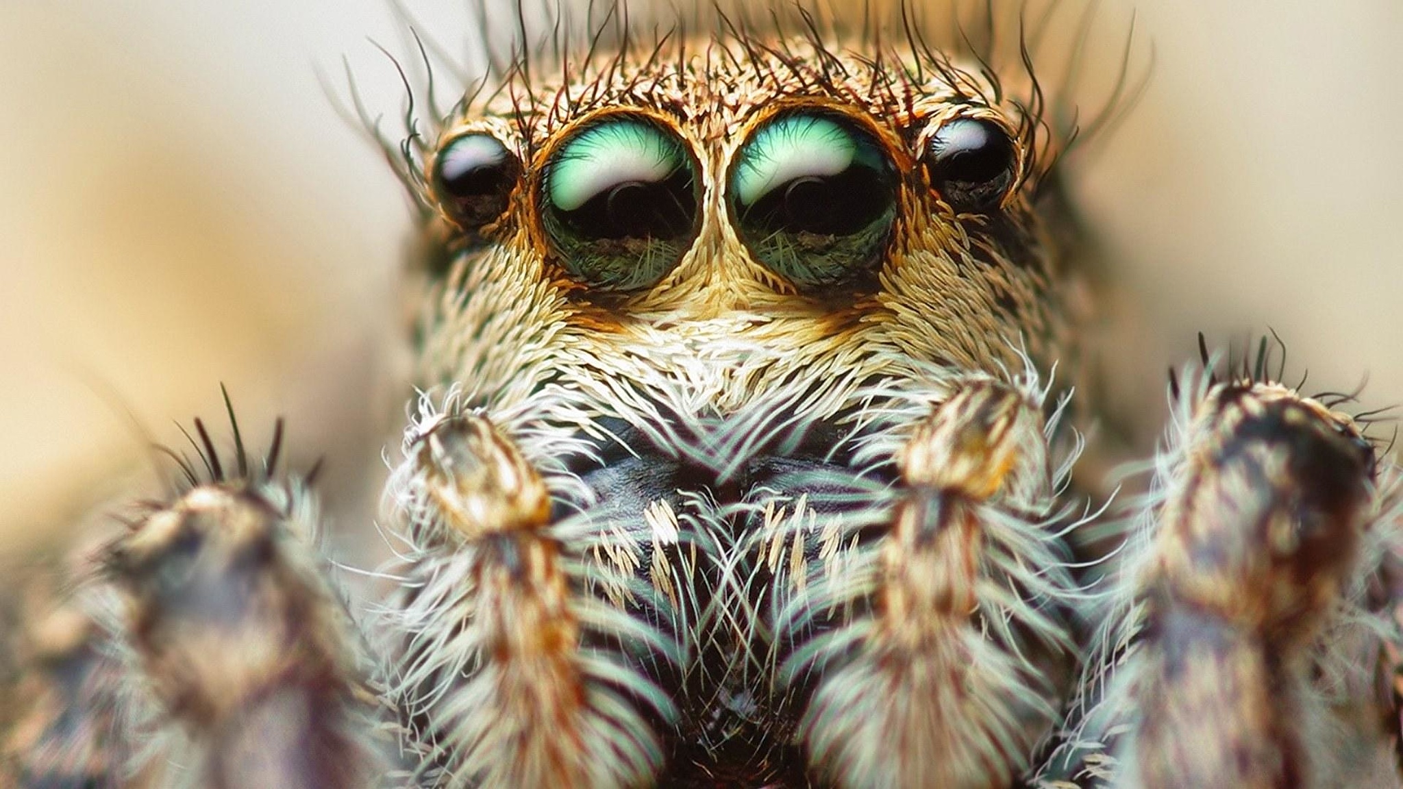 природа животные насекомое макро глаза бесплатно
