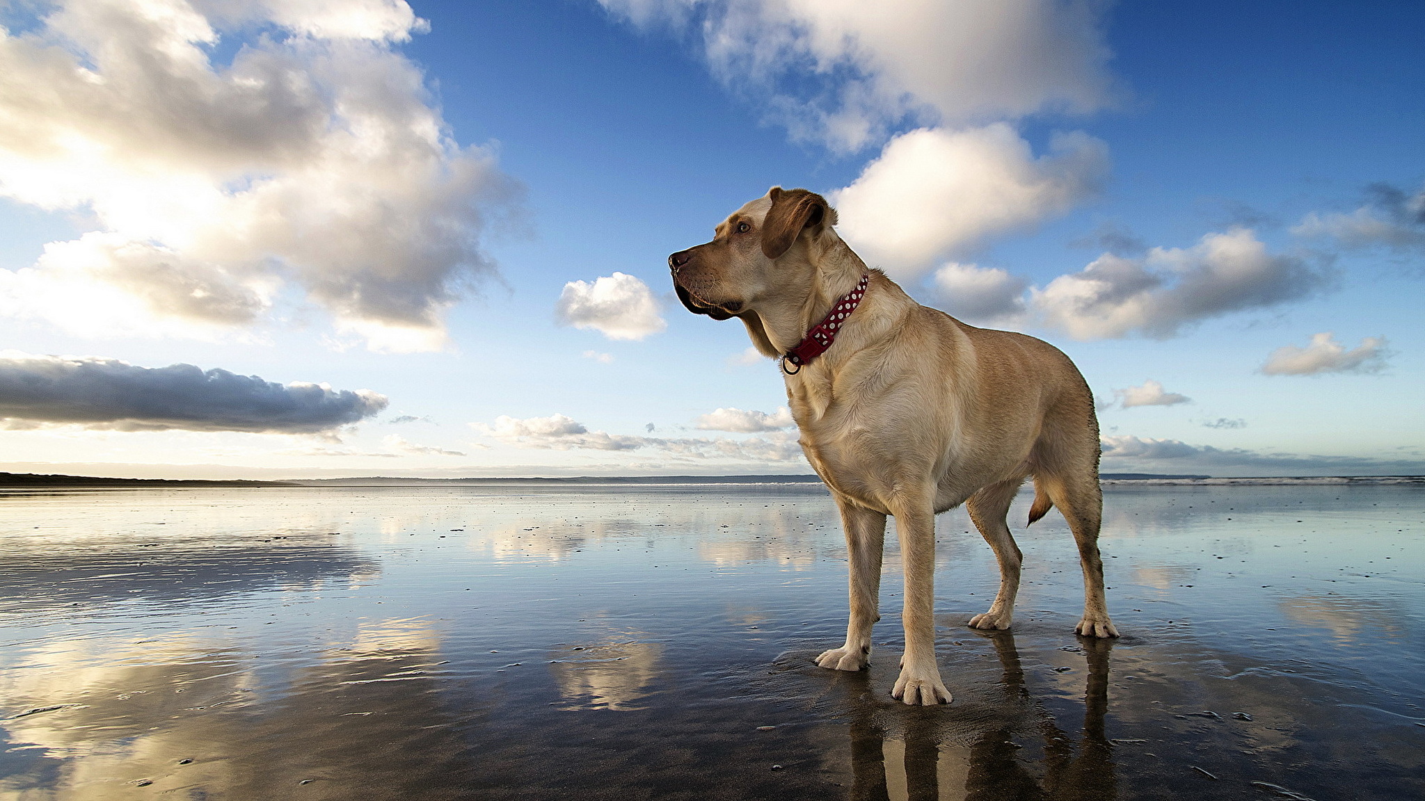 природа животные собака море без смс