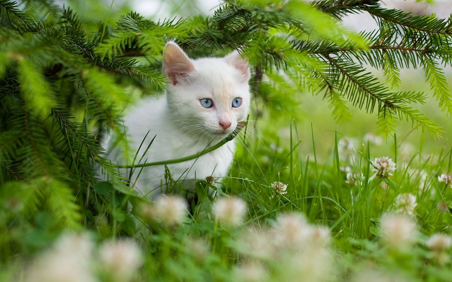 природа животные белый котенок кот nature animals white kitten cat скачать
