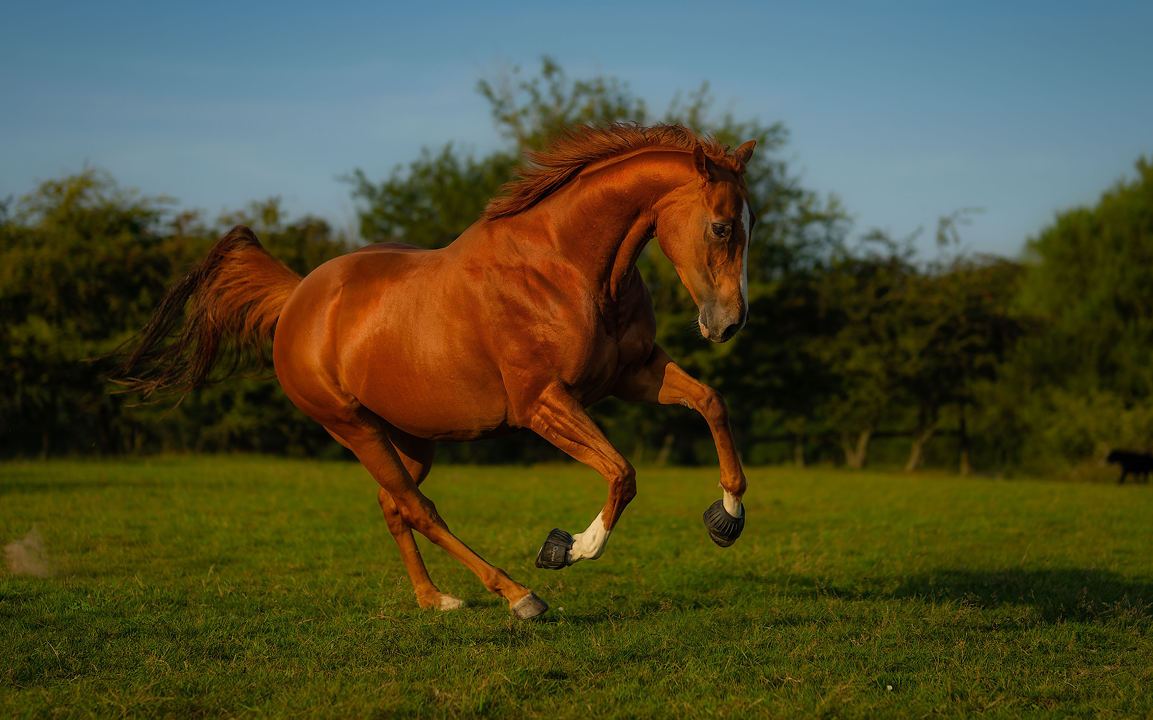 Фото Лошади Трава Животные Крупным планом 3840x2400 лошадь траве вблизи животное