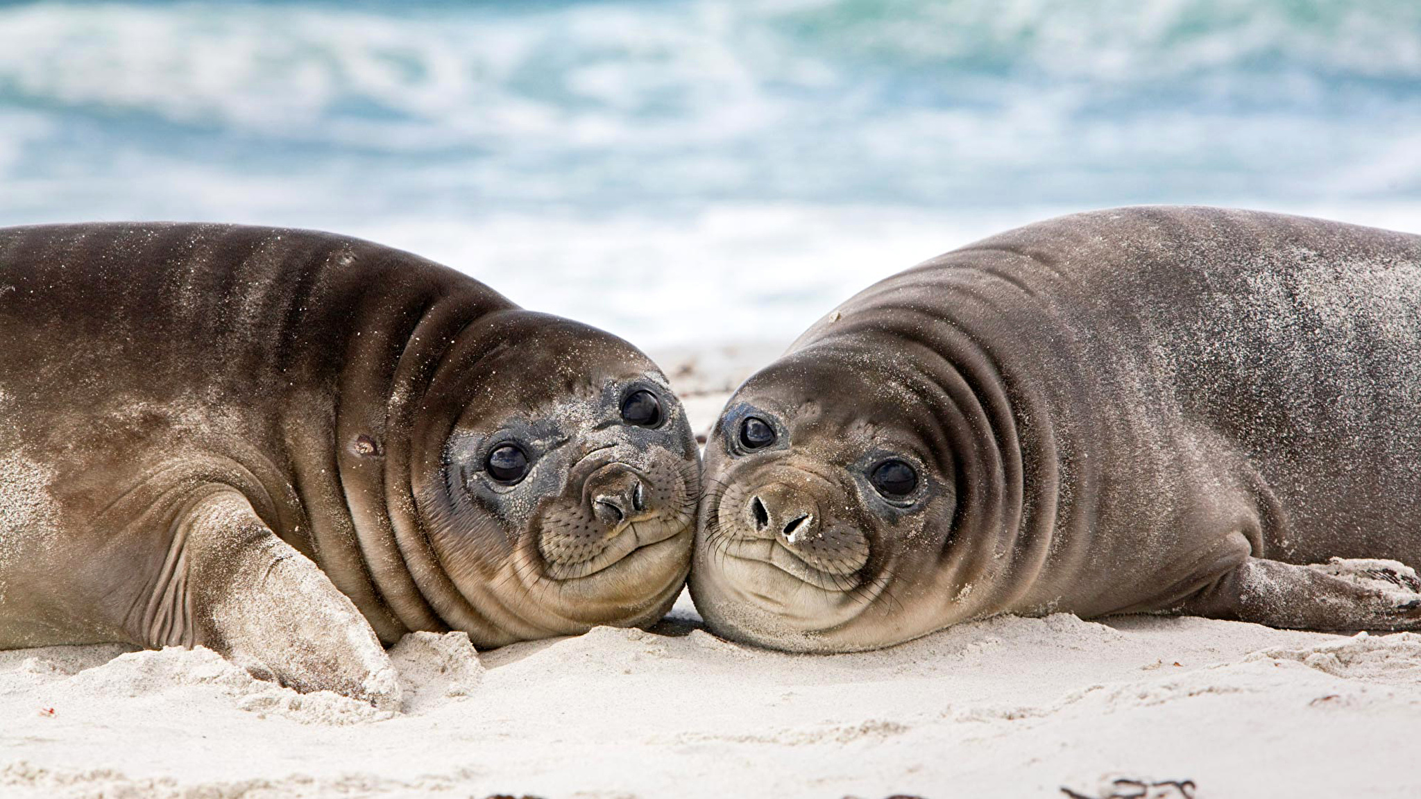 Seals_Eared_seal_Glance_Two_525942_2048x