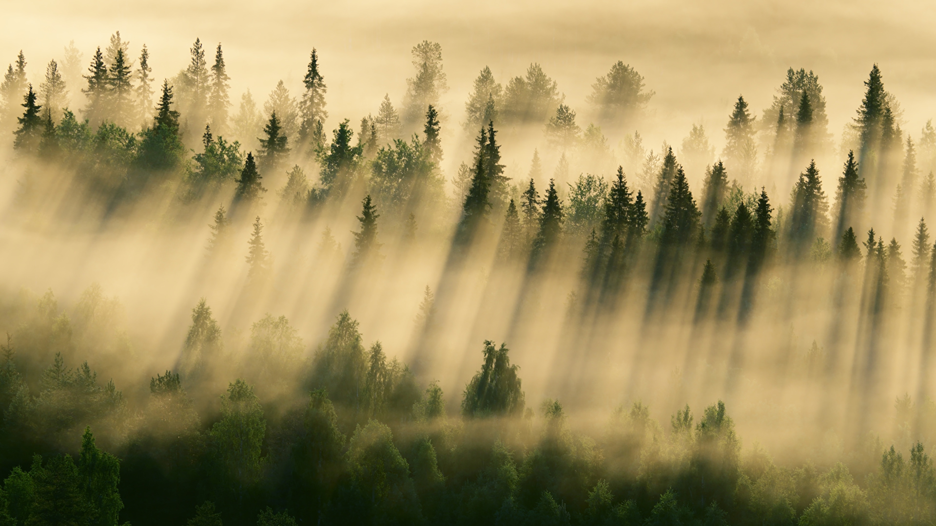 Обои лес в тумане на стену