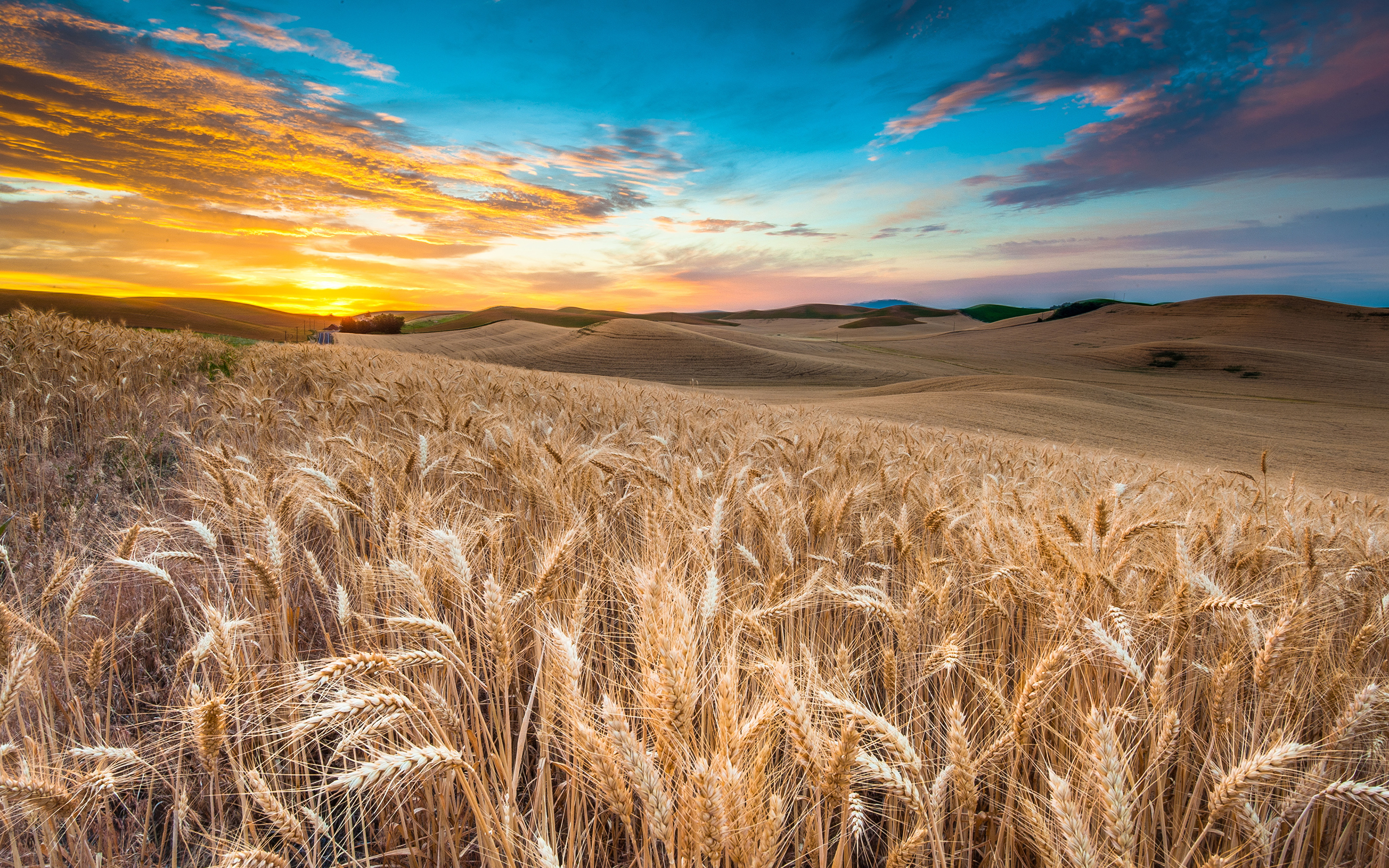 природа пшеница nature wheat скачать