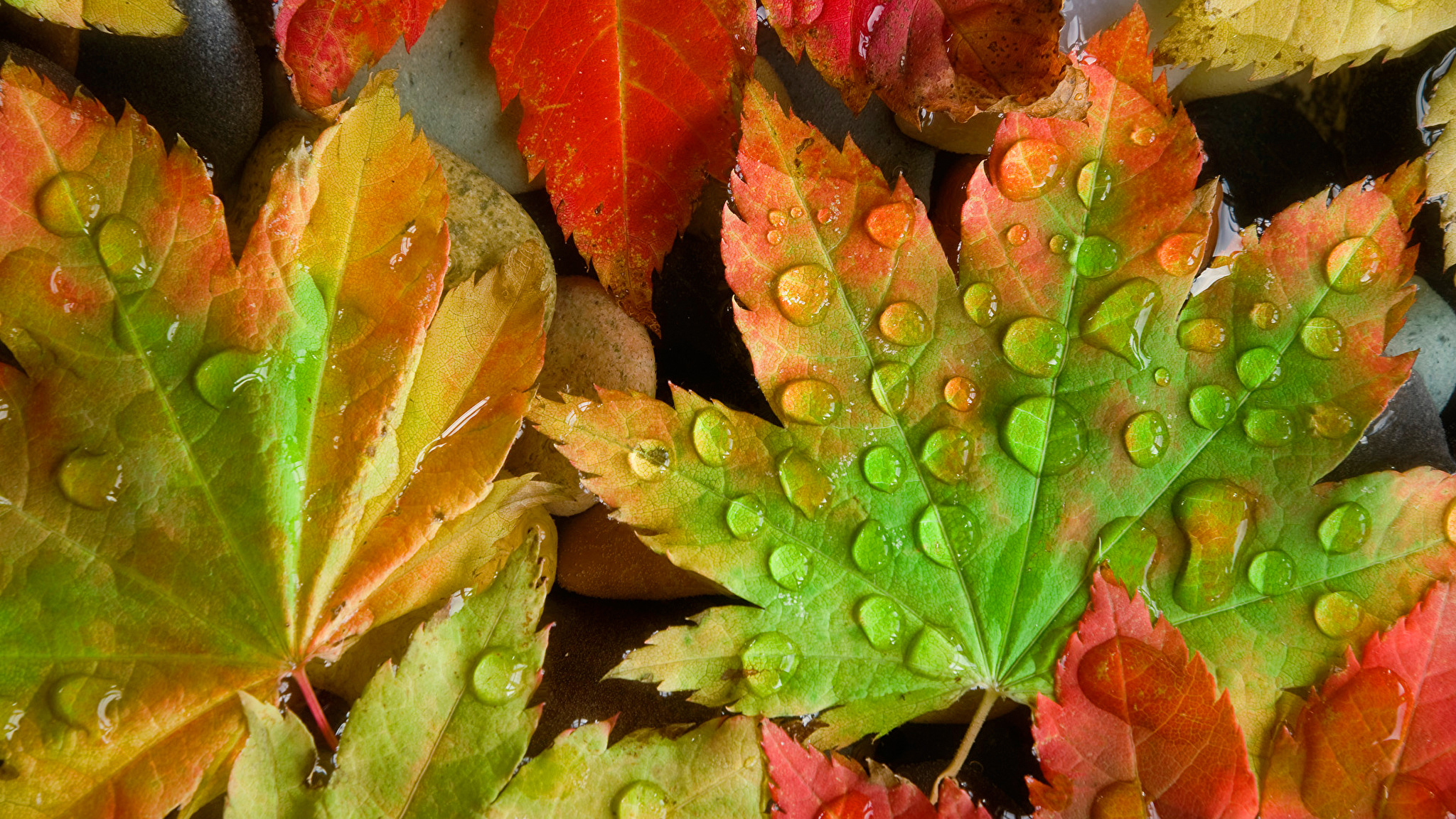 листья осень капли без смс