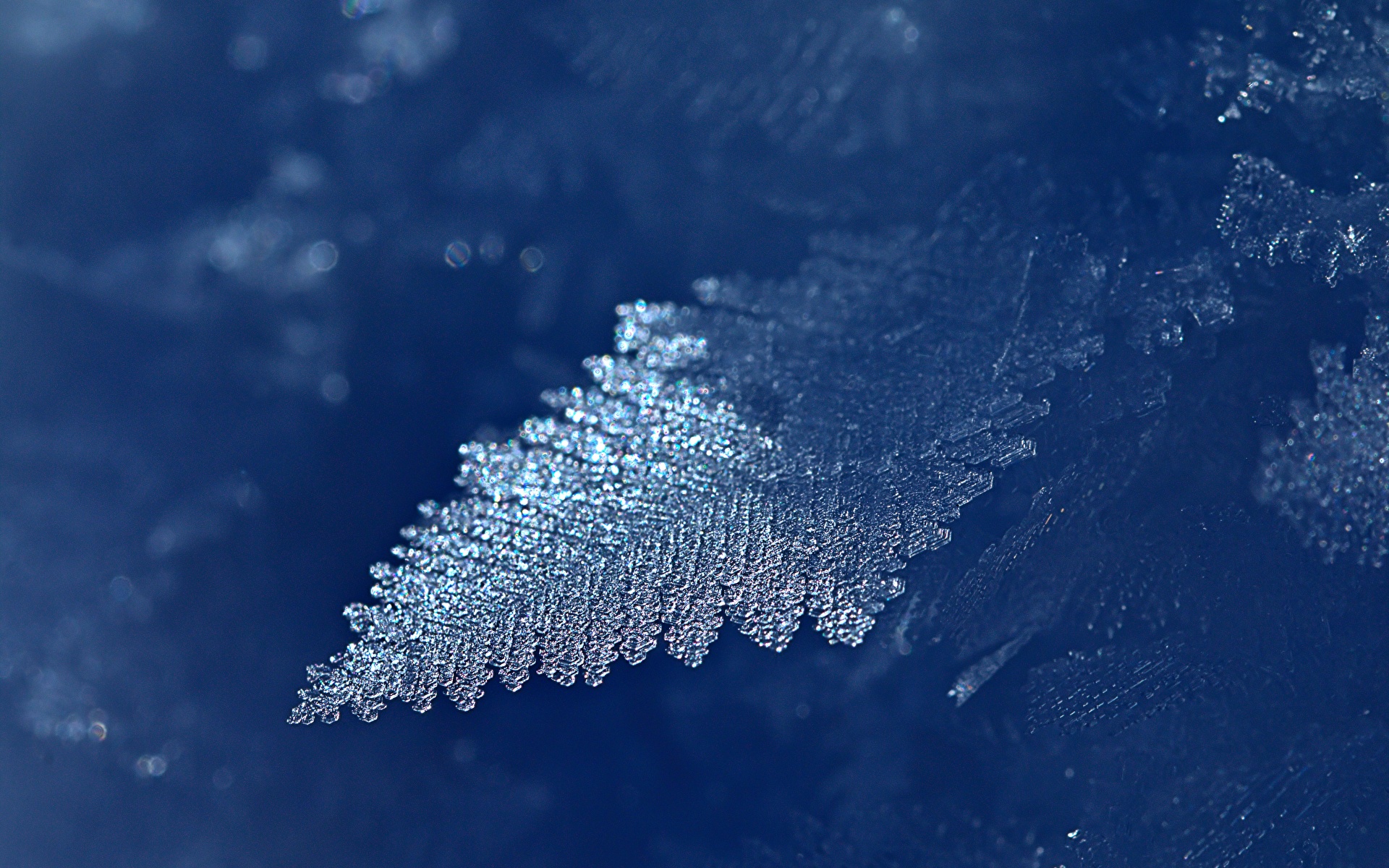 Фото Листья Иней Лед Природа Крупным планом 1920x1200 лист Листва льда вблизи