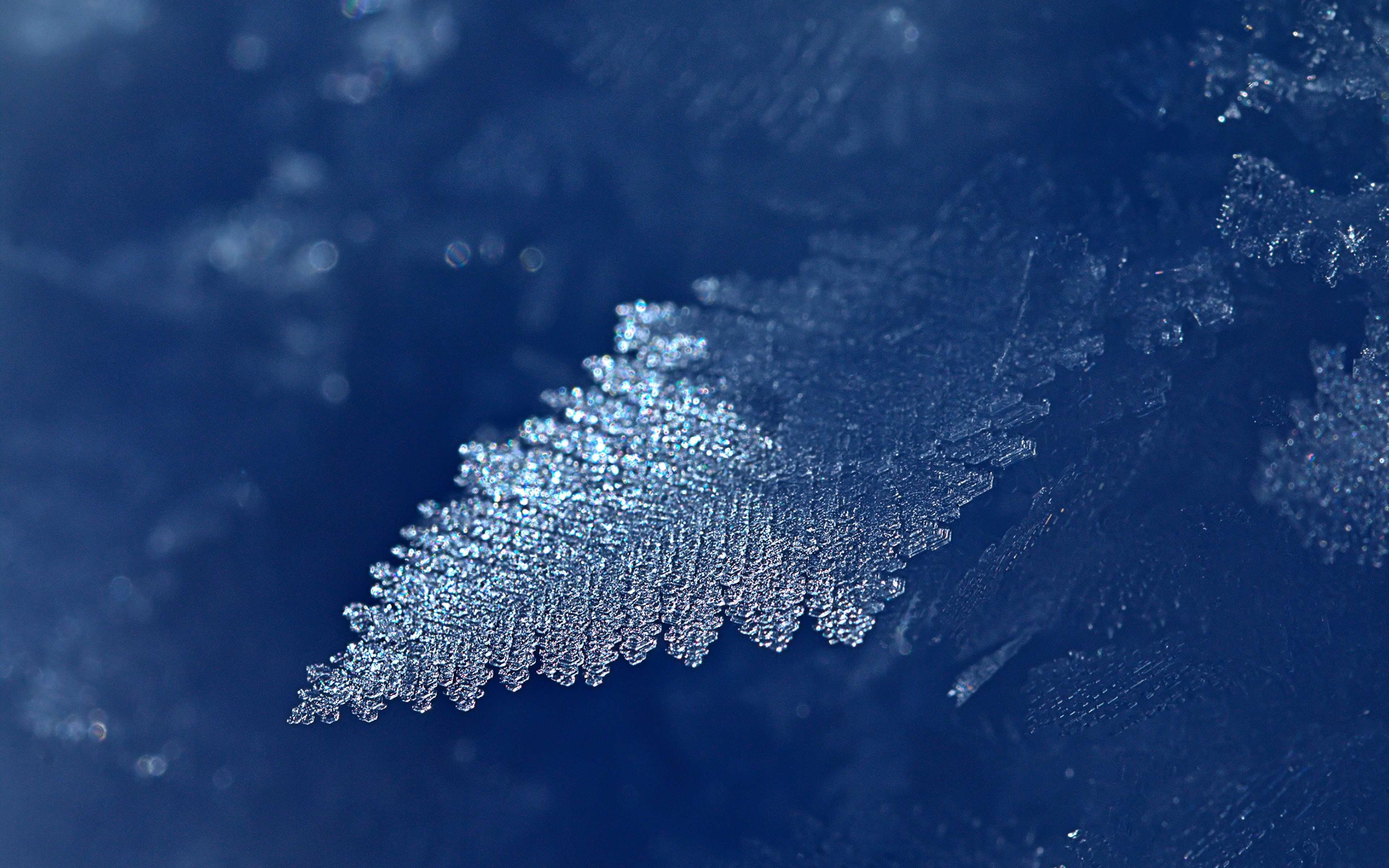 Фото Листья Иней Лед Природа Крупным планом 3840x2400 лист Листва льда вблизи