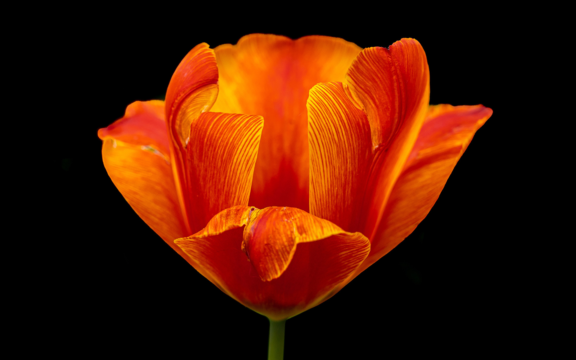 Картинка Тюльпаны оранжевых цветок вблизи Черный фон 1920x1200 тюльпан оранжевая оранжевые Оранжевый Цветы на черном фоне Крупным планом