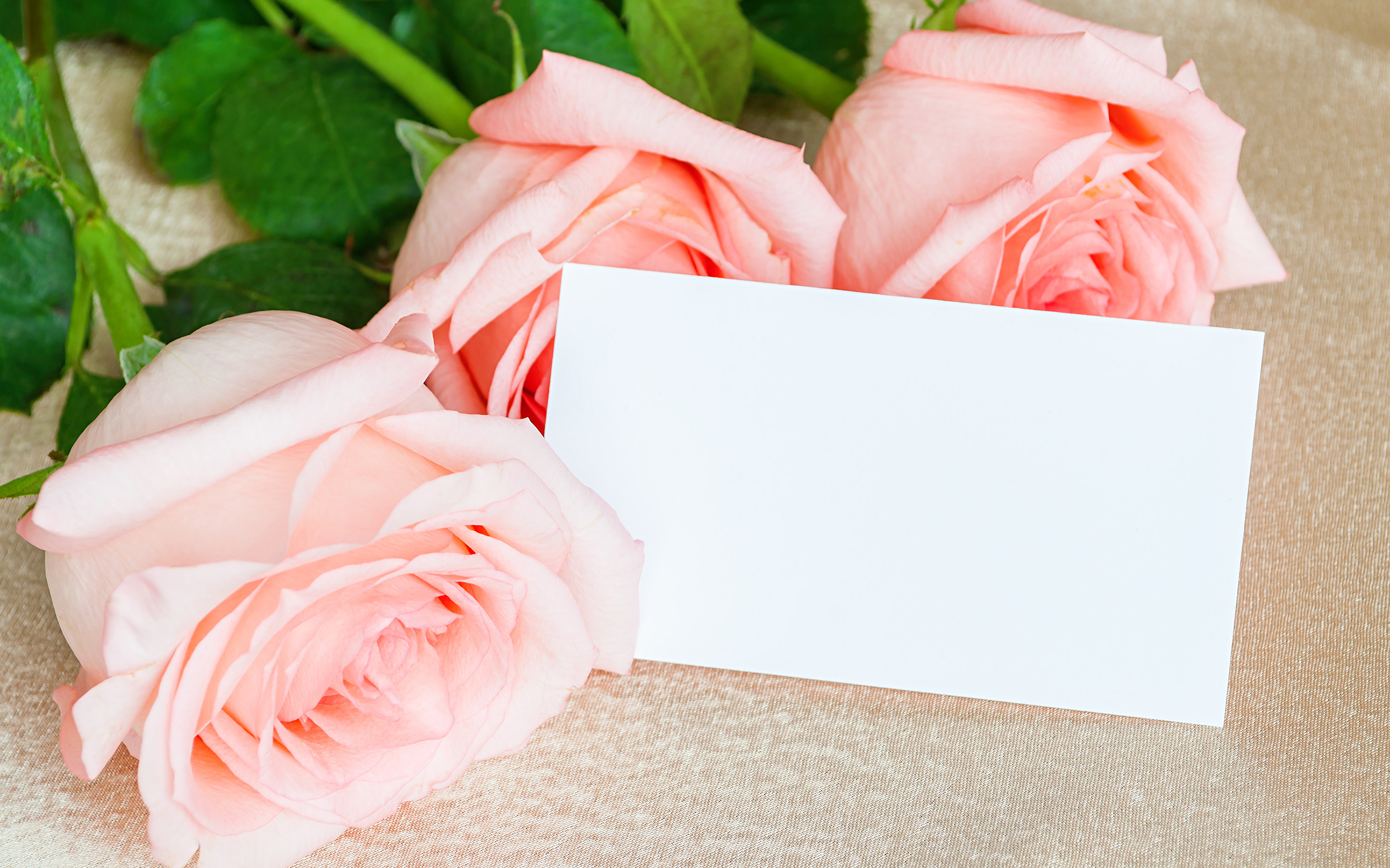 Розовая открытка с днем рождения. Открытка цветы. Розовые розы фон. Фон для открытки с днем рождения. Фон для поздравительной открытки.