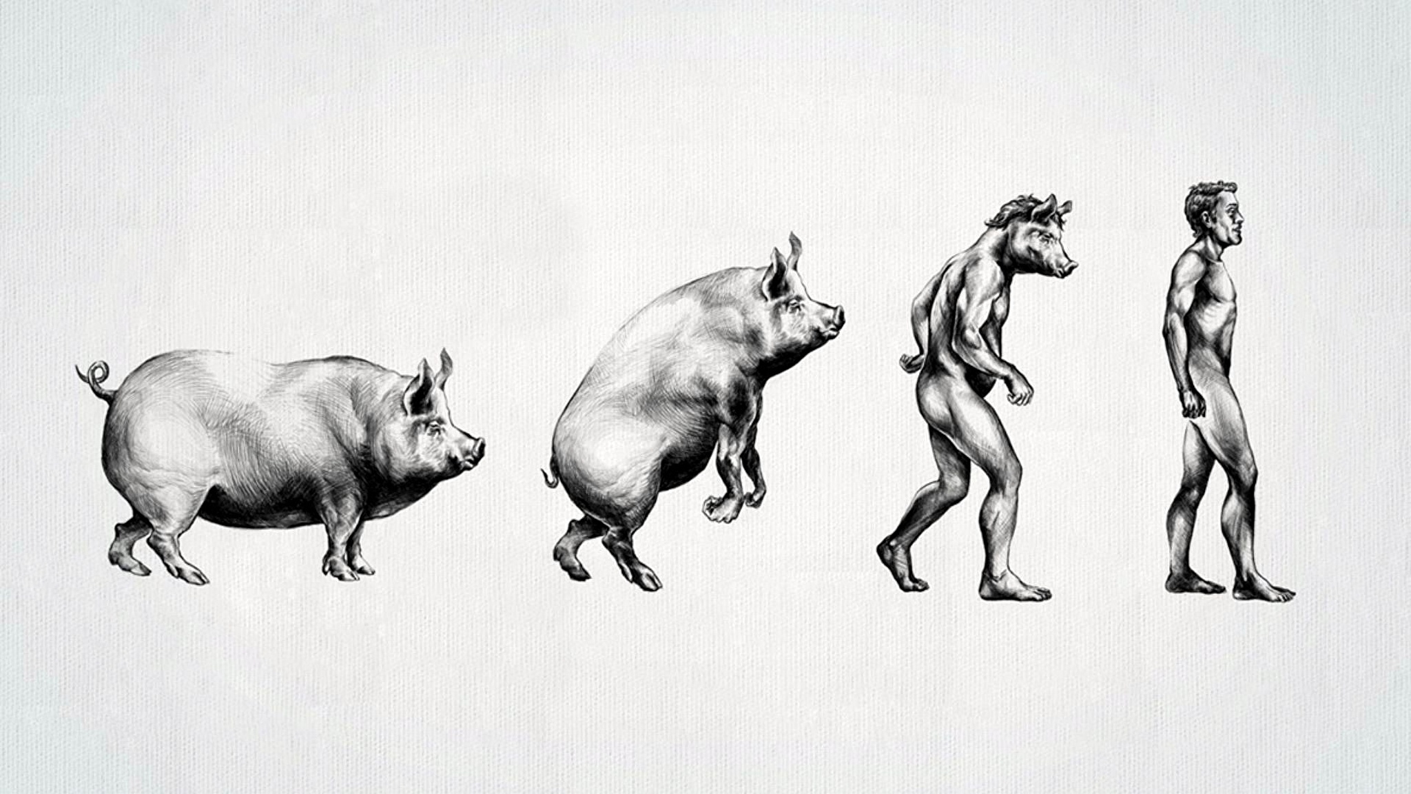Как превратиться в свинью. Человек произошел от свиньи. Эволюция свиней. Эволюция человека в свинью.