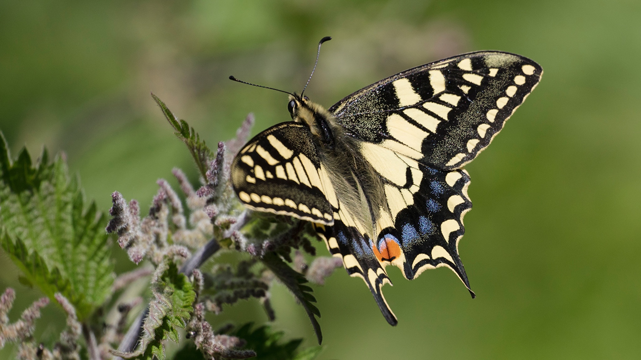 Бабочка Махаон (Papilio Machaon)