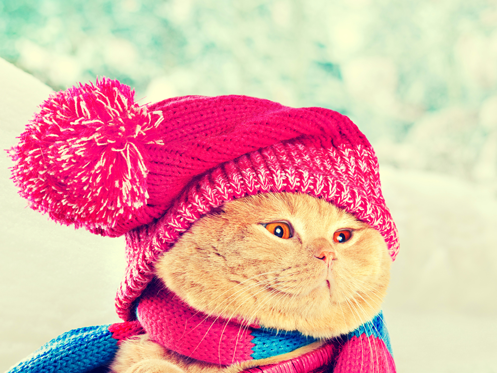 https://s1.1zoom.ru/b5050/864/Cats_Ginger_color_Winter_477157_1600x1200.jpg