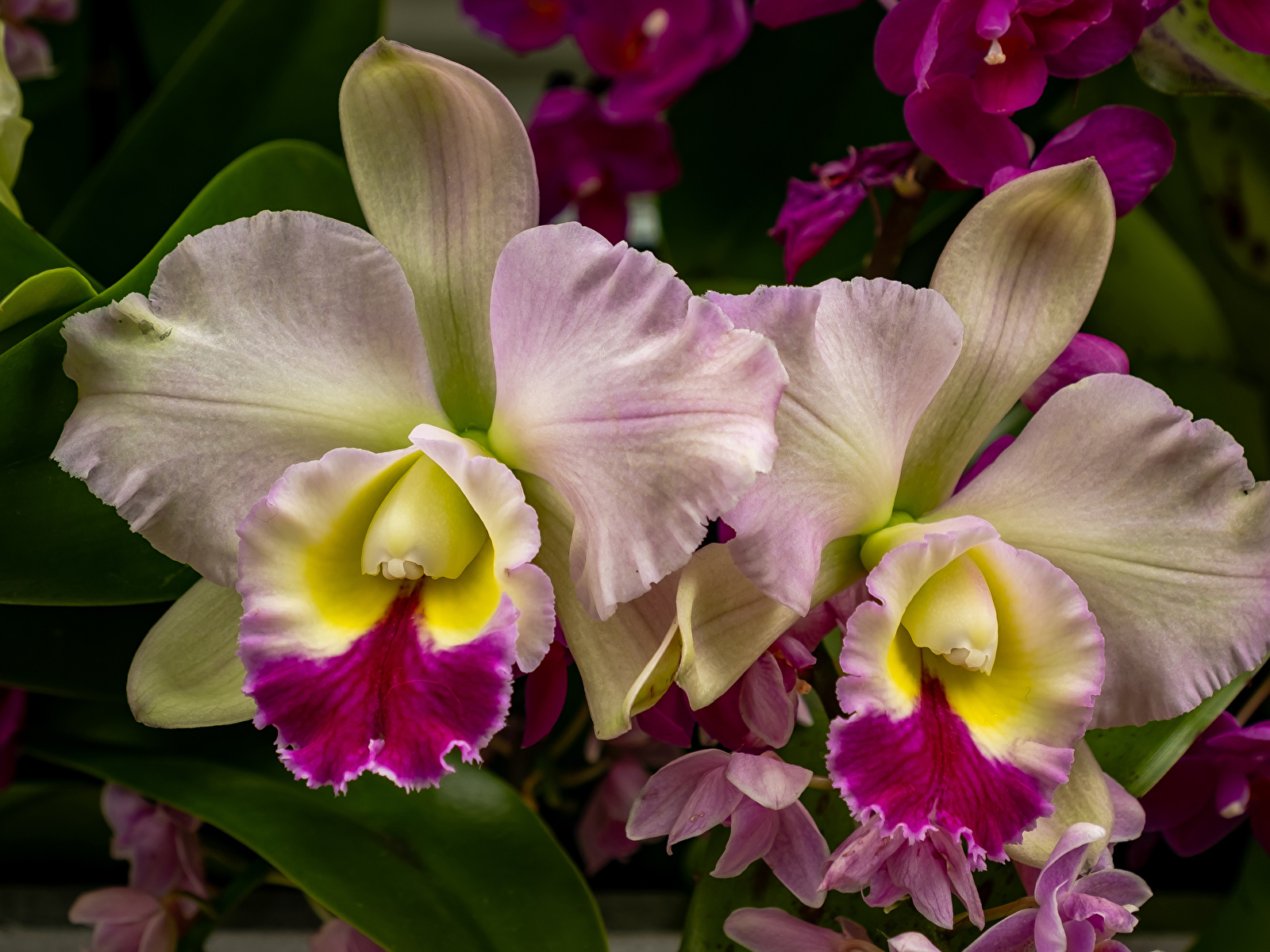 Обои для рабочего стола орхидея Цветы Крупным планом 1600x1200 Орхидеи цветок вблизи