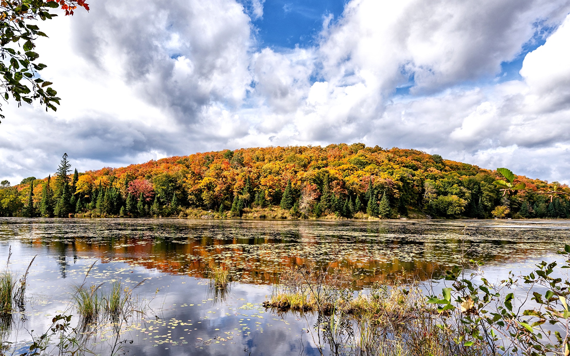 Фотография Канада Ontario Осень Природа лес Озеро 1920x1200 осенние Леса