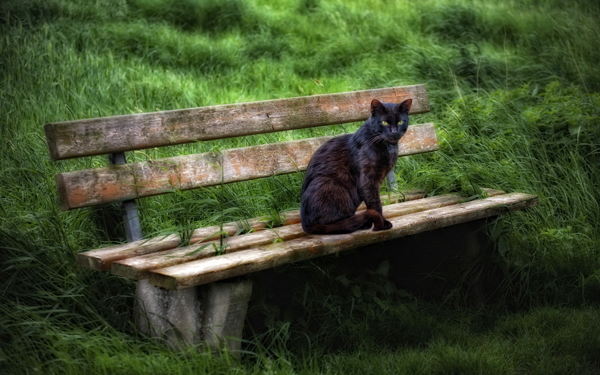 Скамейка в виде кошки