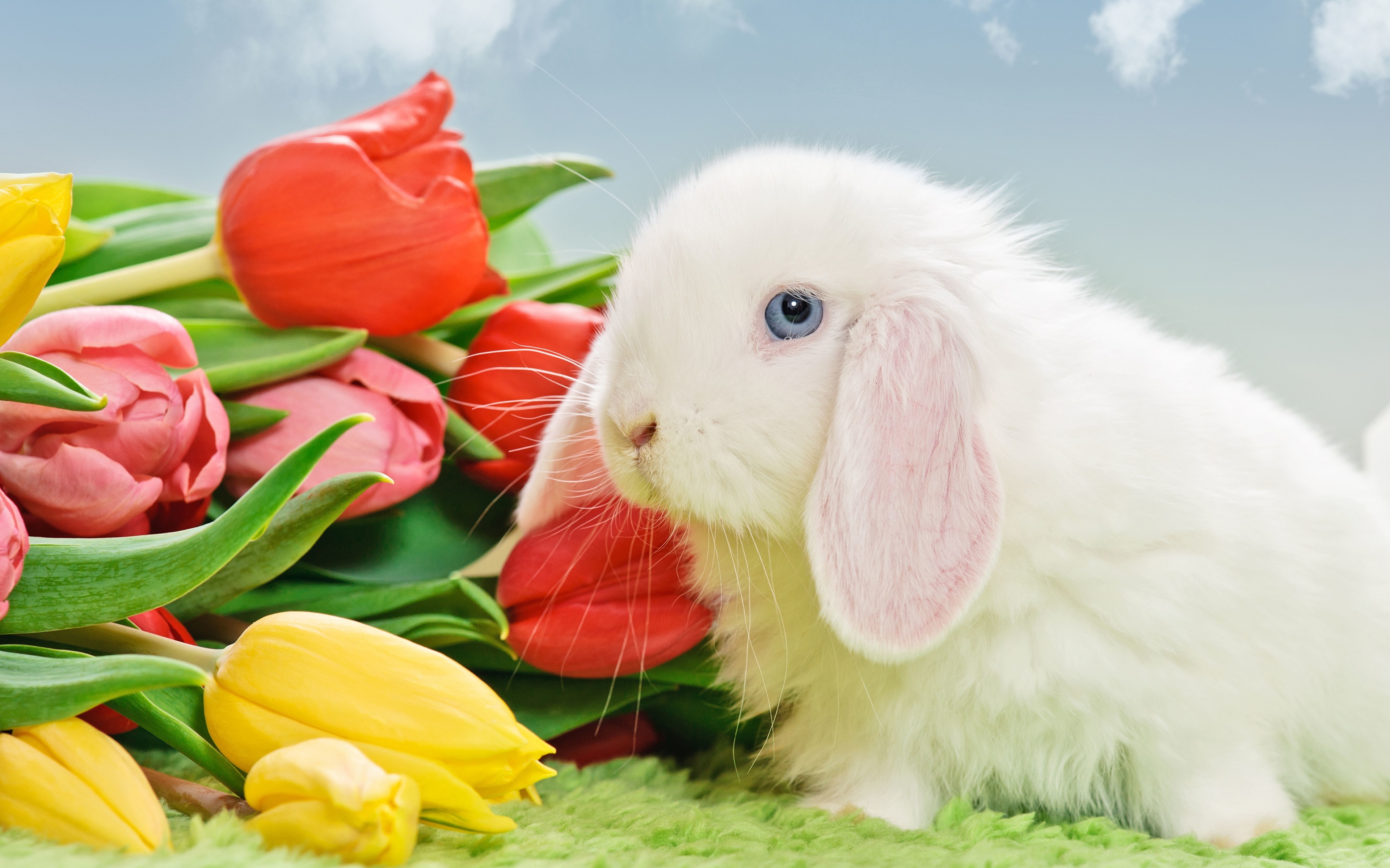 природа кролик цветы тюльпаны яйца пасха загрузить