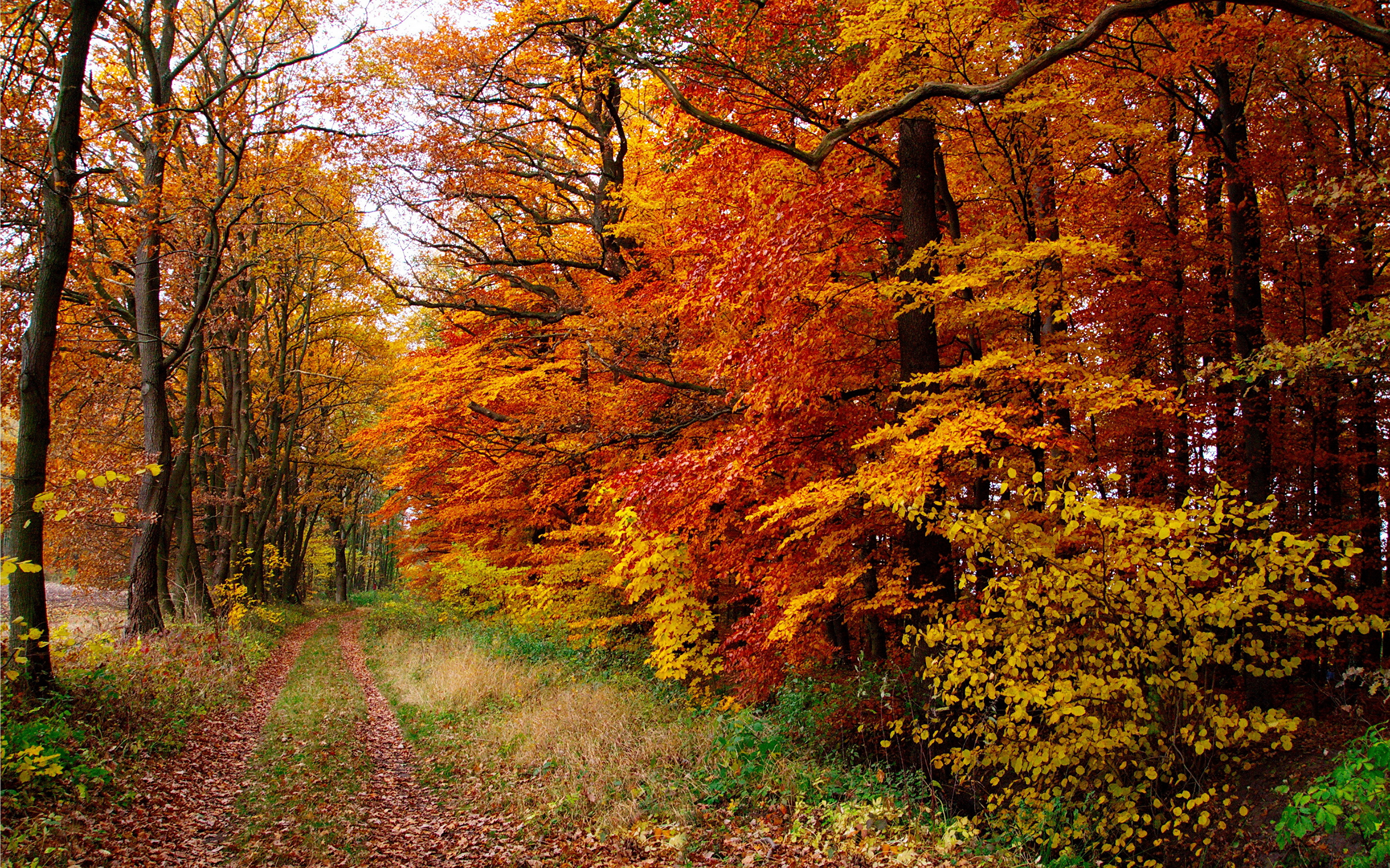 природа осень деревья тропа без смс