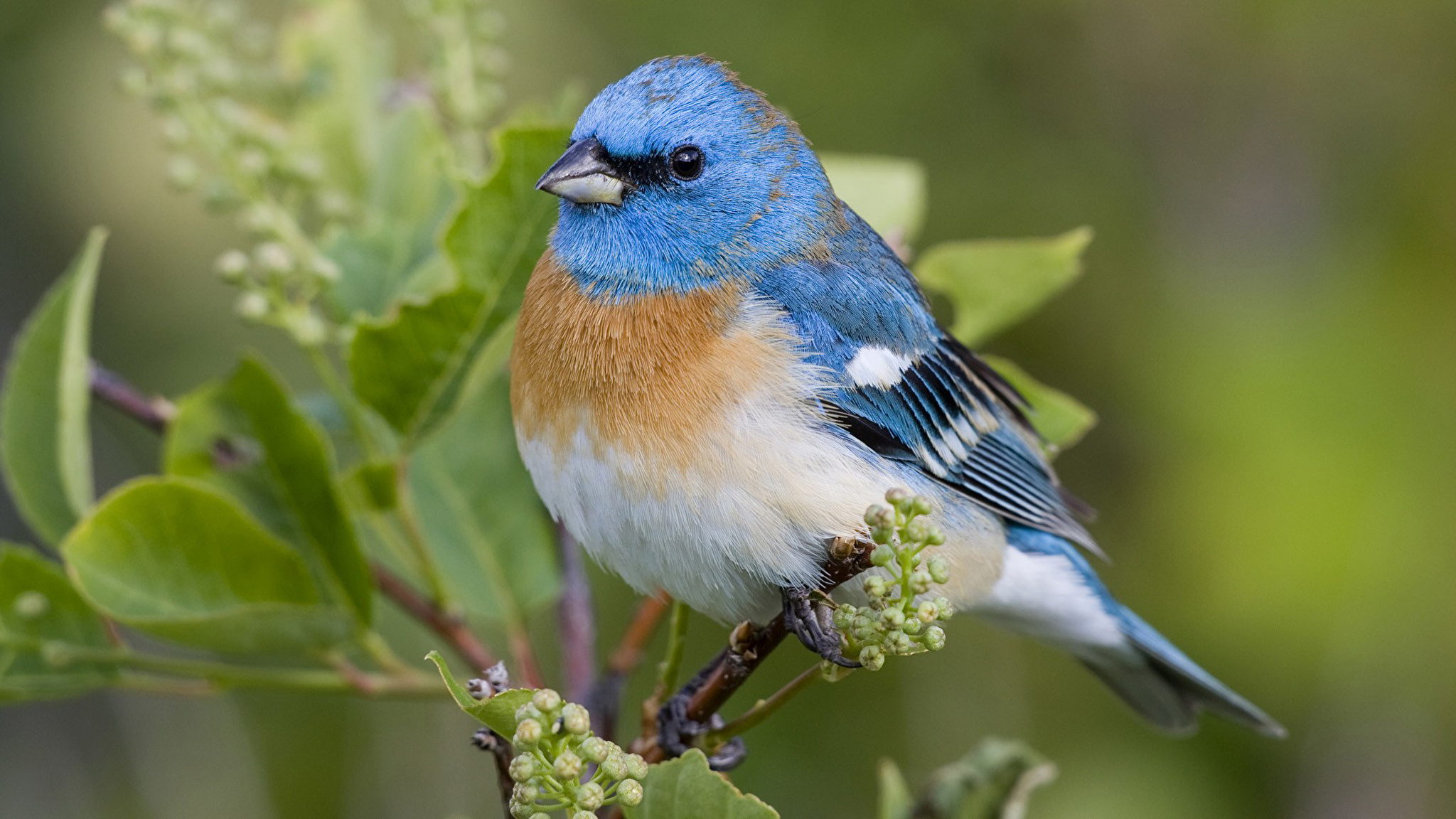 Beautiful birds. Голубая сиалия голубой Зяблик. Малиновогрудая петроика. Фиолетовый Зяблик. Голубой Зяблик Гран-Канария.