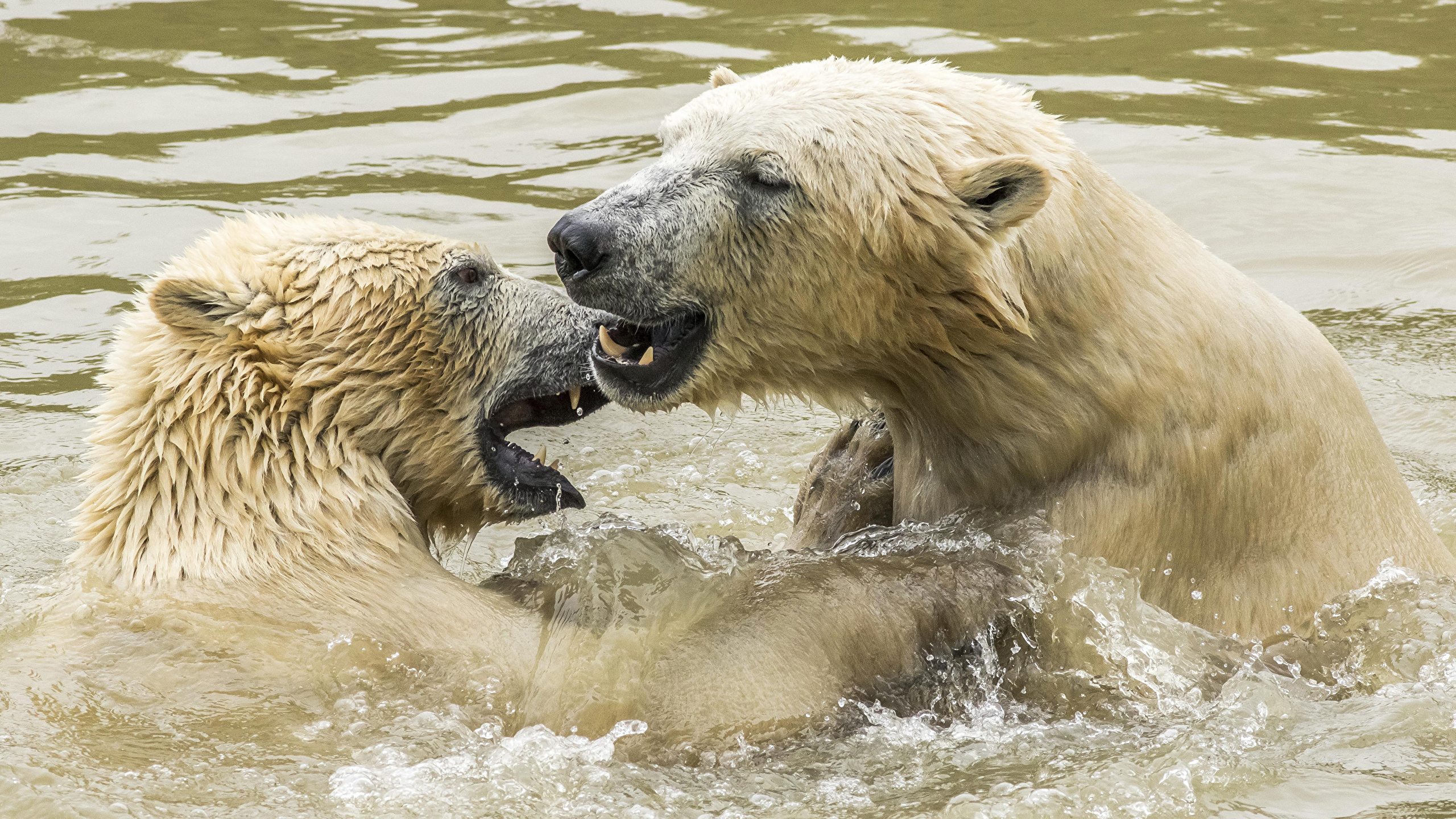 Фотографии полярный медведь 2 Вода Животные 2560x1440 северный Белые Медведи Медведи два две Двое вдвоем воде животное