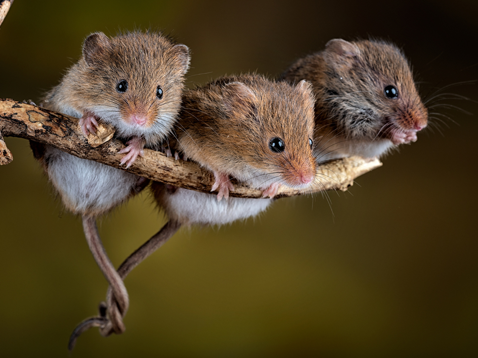 Картинки Мыши Грызуны harvest mouse Трое 3 Животные 1600x1200 три втроем животное