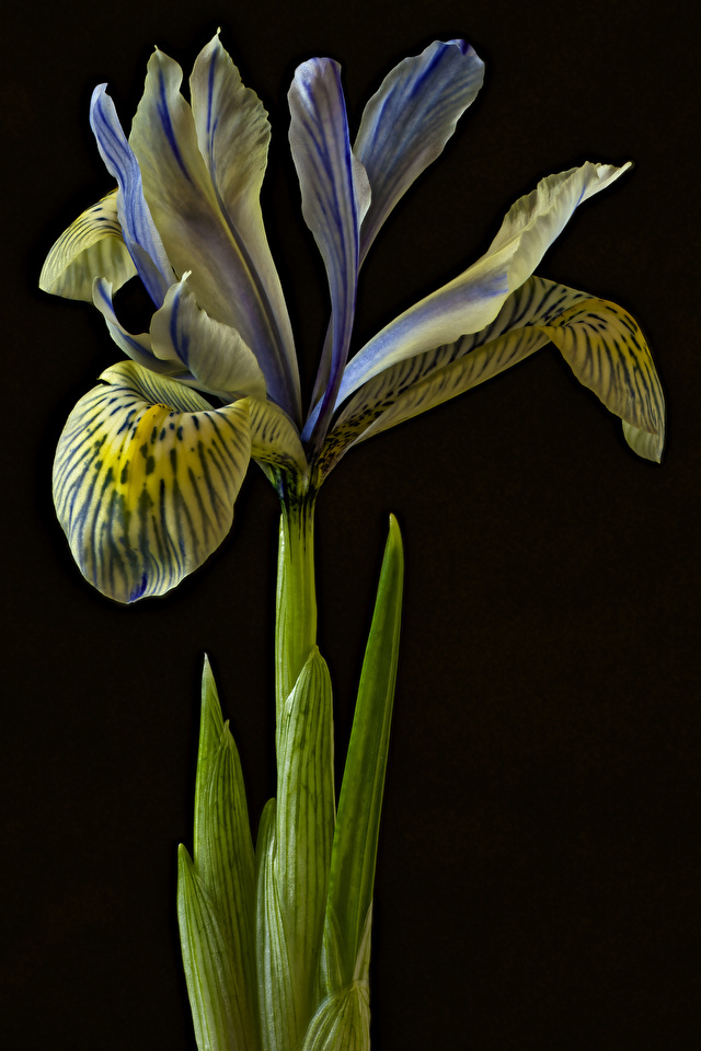 Картинки Ирисы цветок вблизи на черном фоне 640x960 для мобильного телефона ирис Цветы Черный фон Крупным планом