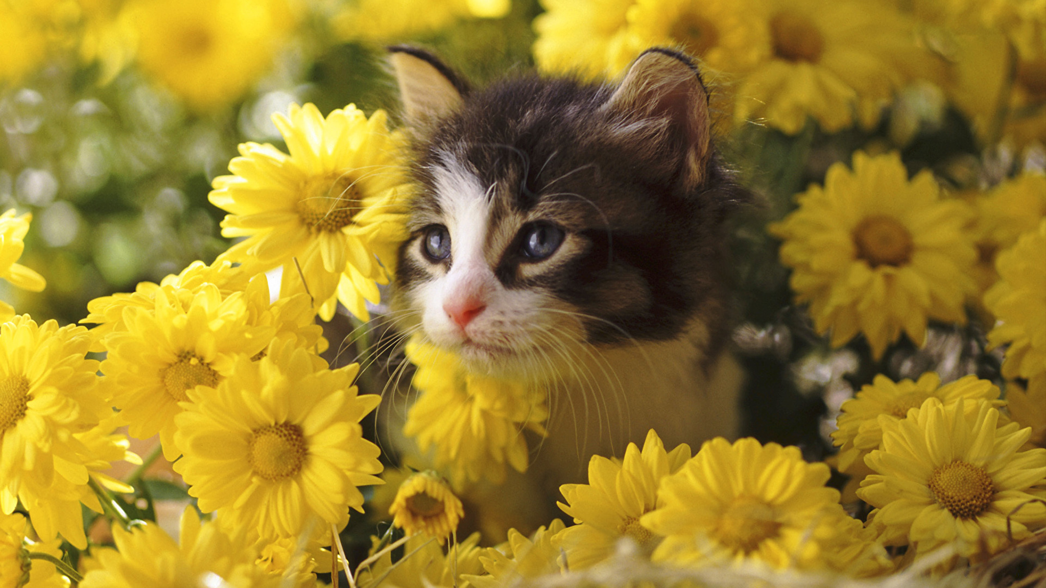 Добрые картинки на телефон. Котенок с цветами. Кот в желтых цветах. Коты и хризантемы. Котята в цветах на рабочий стол.