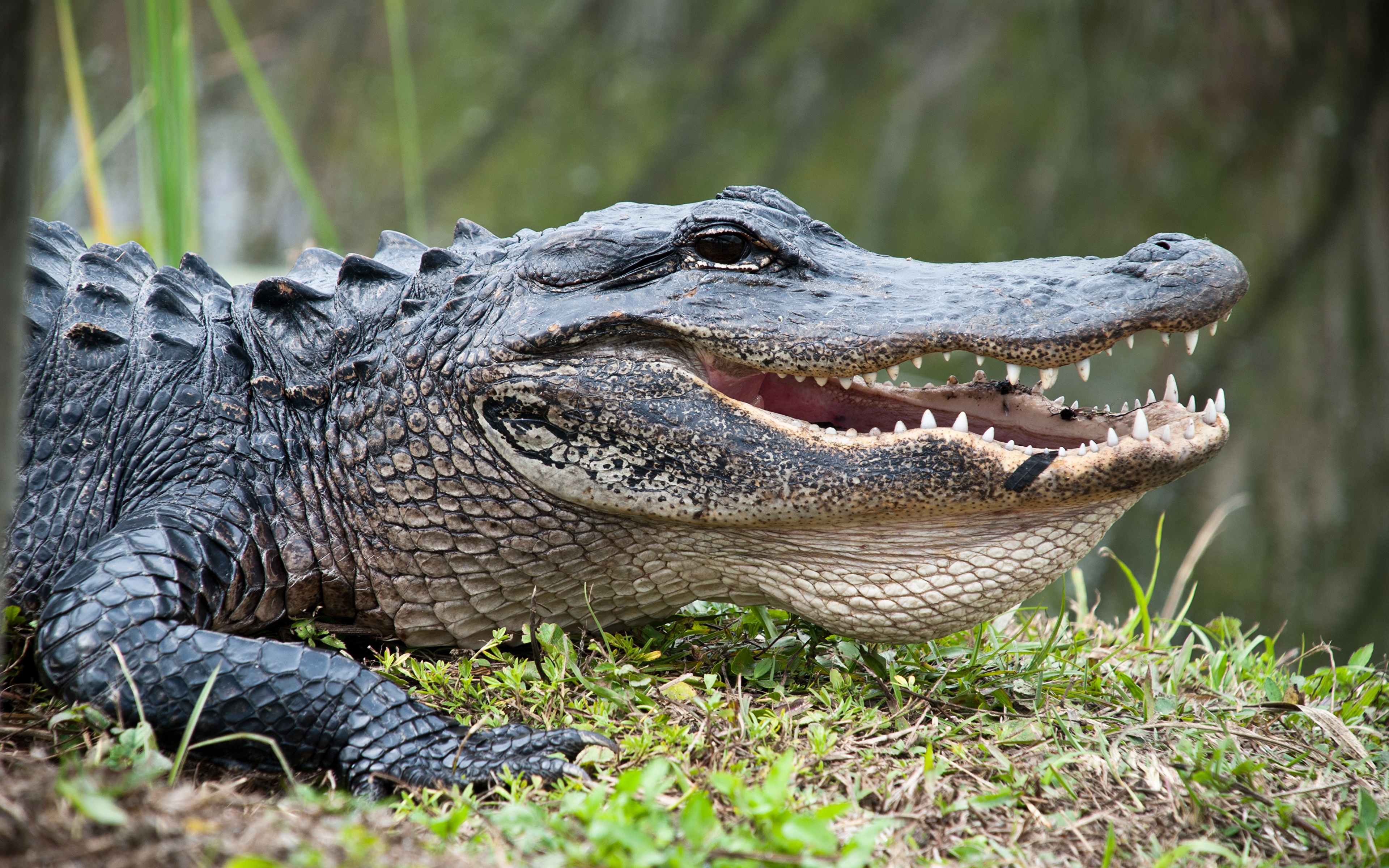Картинки крокодил Зубы головы животное 3840x2400 Крокодилы Голова Животные