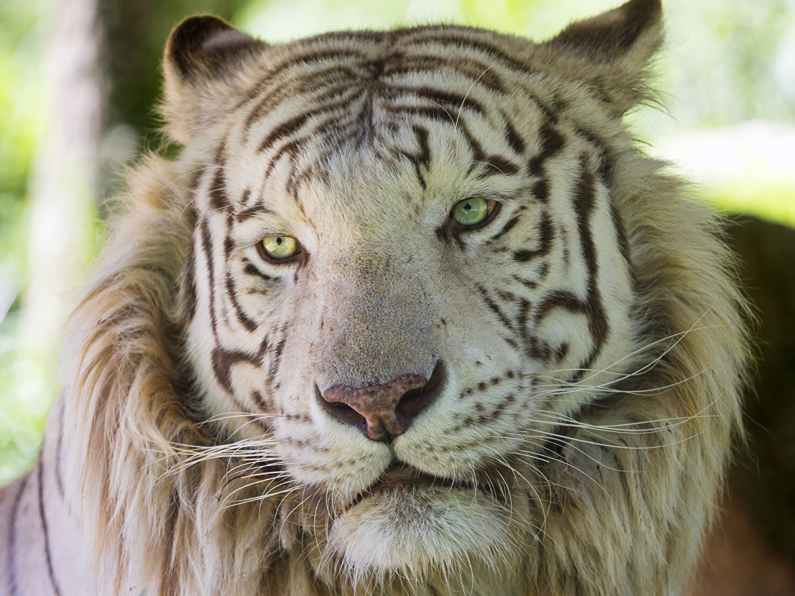 Фото тигр Морда Животные ©Tambako The Jaguar 1600x1200 Тигры морды животное