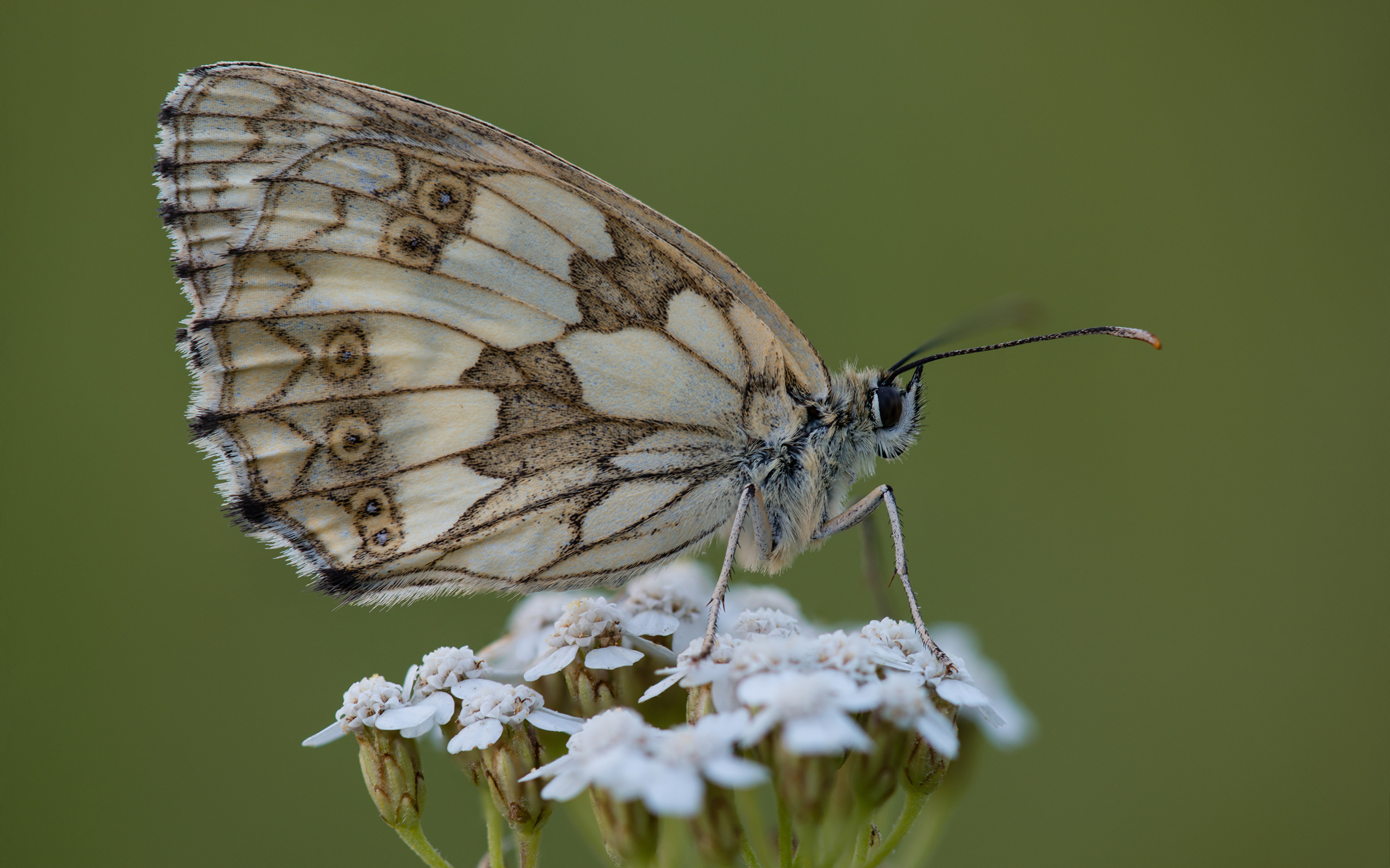 Фото Бабочки насекомое melanargia galathea вблизи животное 3840x2400 бабочка Насекомые Животные Крупным планом