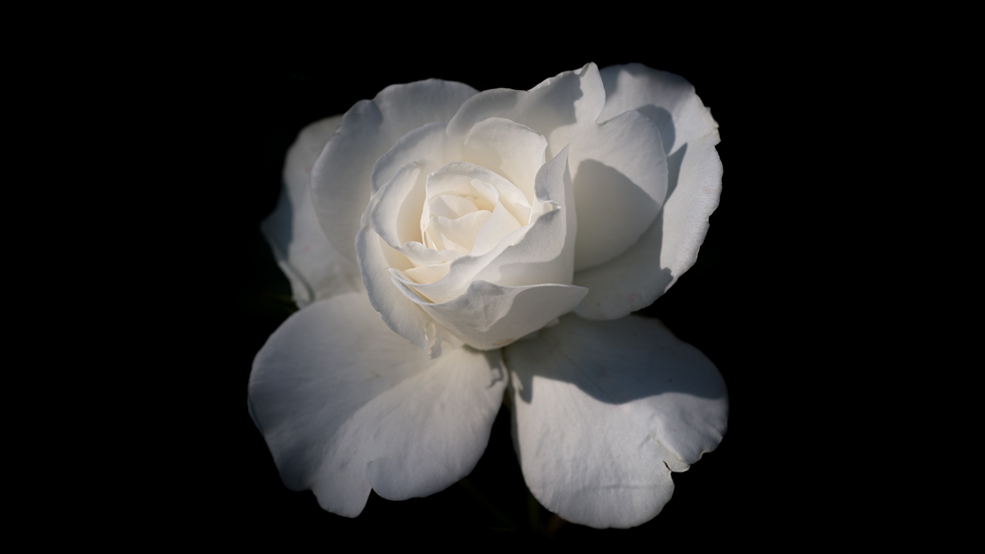 Картинка Розы белая цветок вблизи Черный фон 1920x1080 роза Белый белые белых Цветы на черном фоне Крупным планом