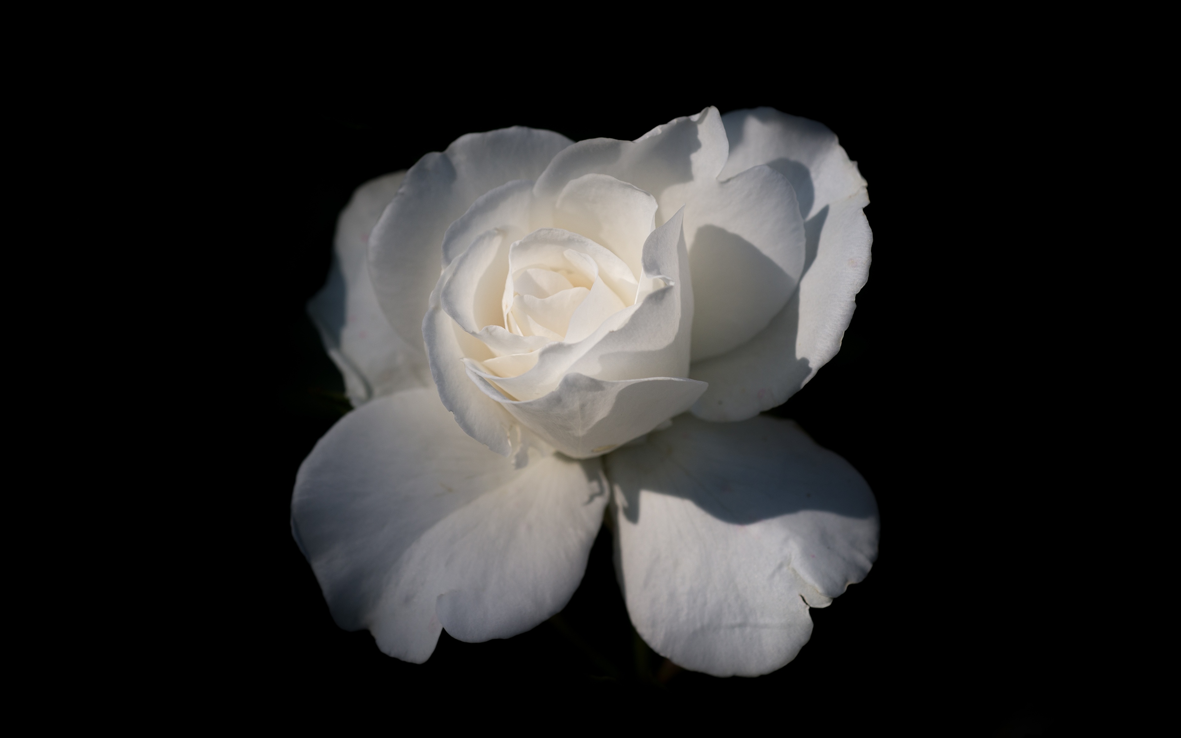 Картинка Розы белая цветок вблизи Черный фон 3840x2400 роза Белый белые белых Цветы на черном фоне Крупным планом
