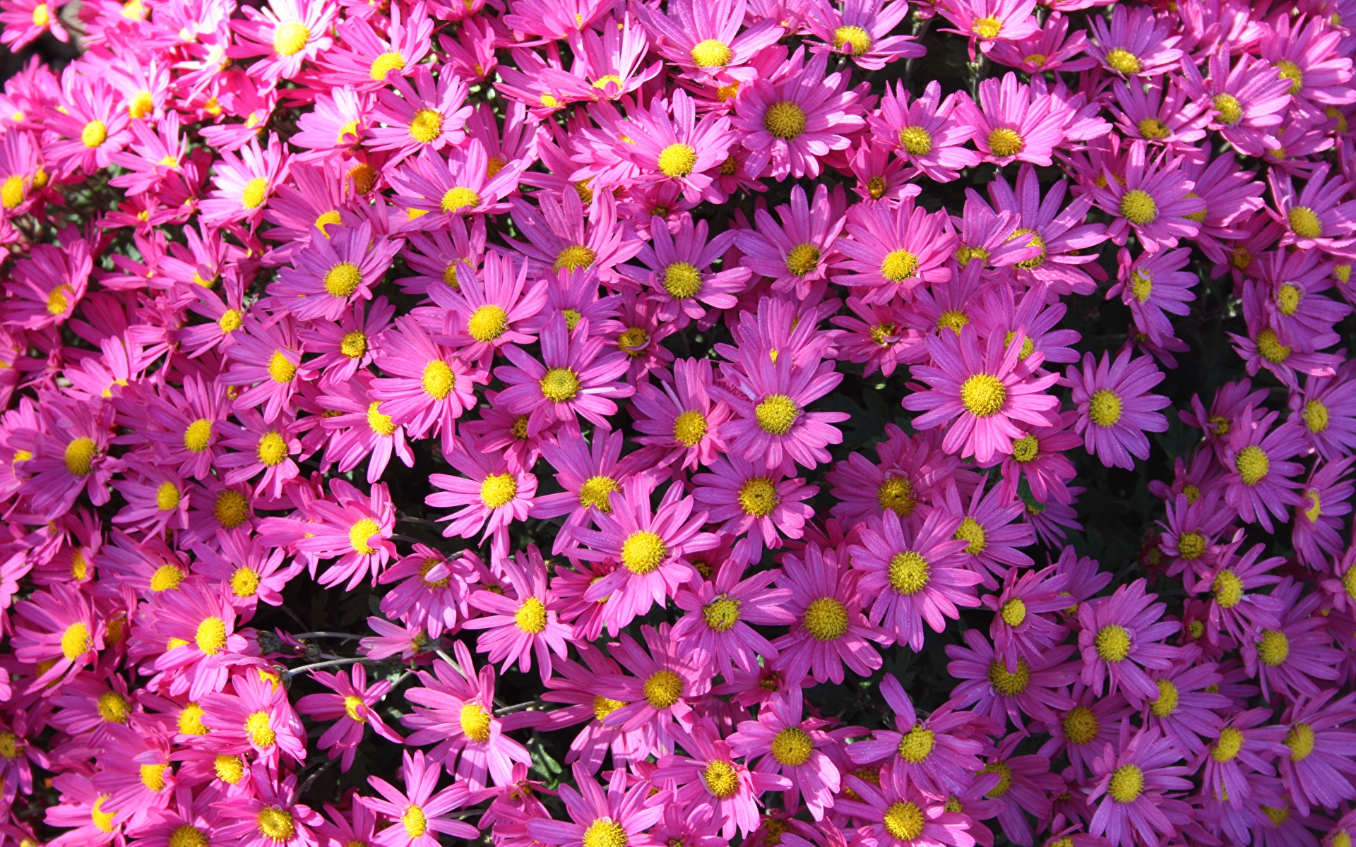Фото Symphyotrichum novi-belgii Фиолетовый Астры цветок Много 1920x1200 фиолетовая фиолетовые фиолетовых Цветы