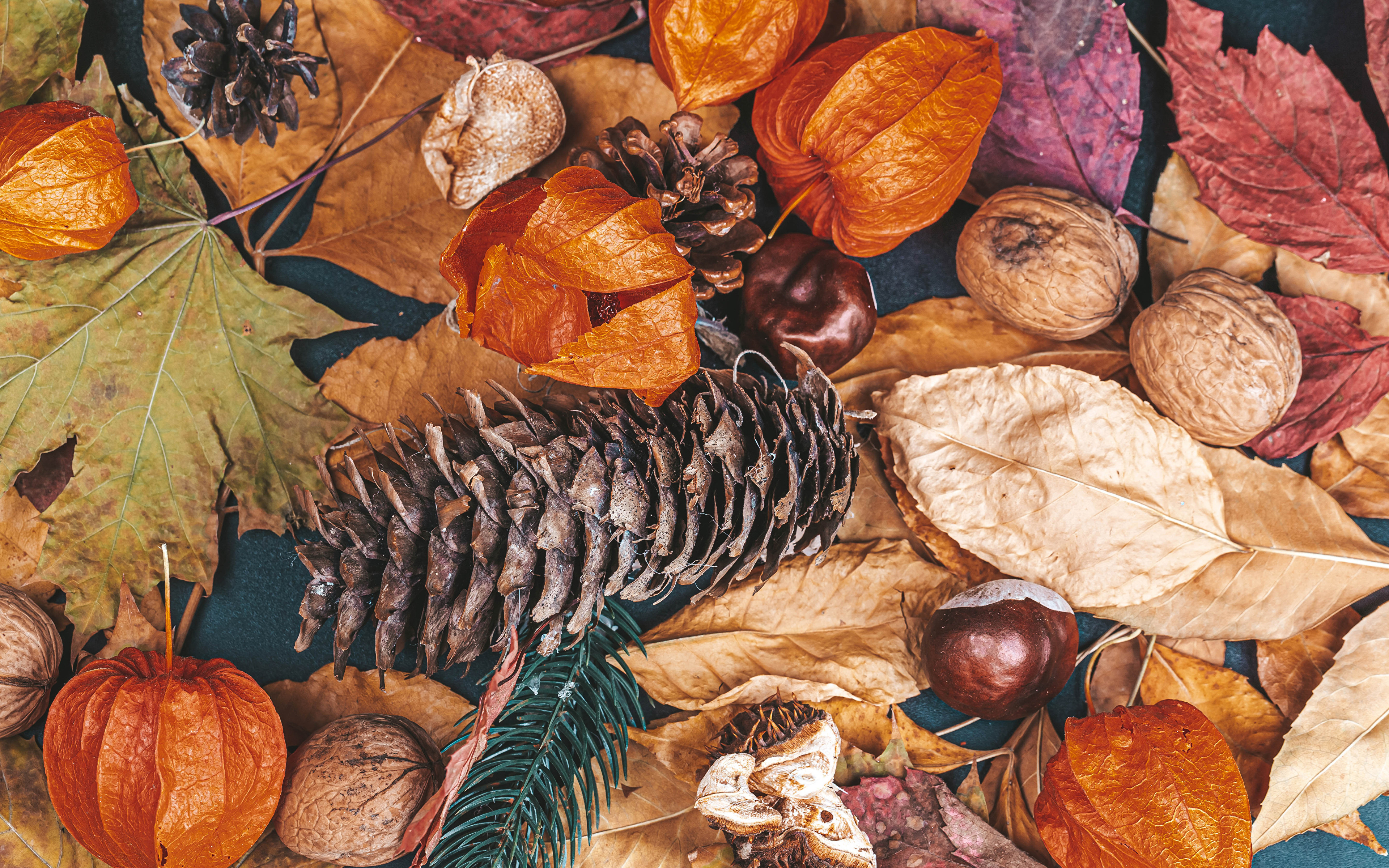 Фотографии Каштан Листва осенние Природа Шишки Орехи 3840x2400 лист Листья Осень шишка