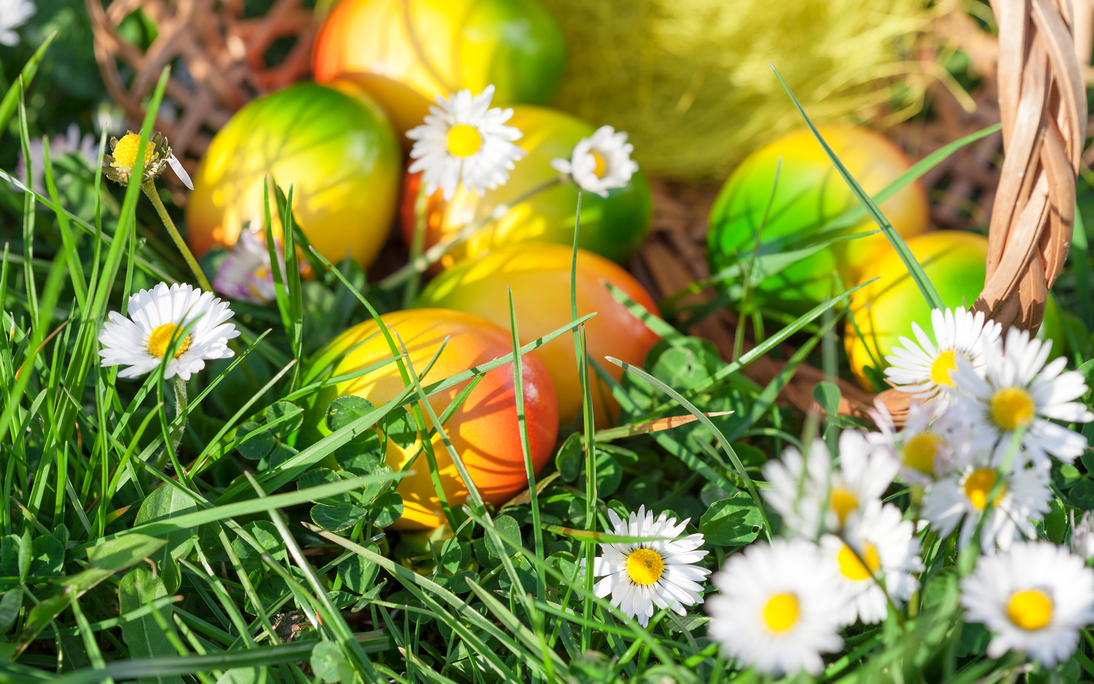 праздники яйца пасха трава природа holidays eggs Easter grass nature загрузить
