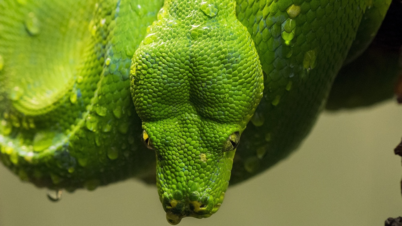 Картинка змея зеленая животное Крупным планом 1366x768 Змеи Зеленый зеленые зеленых вблизи Животные