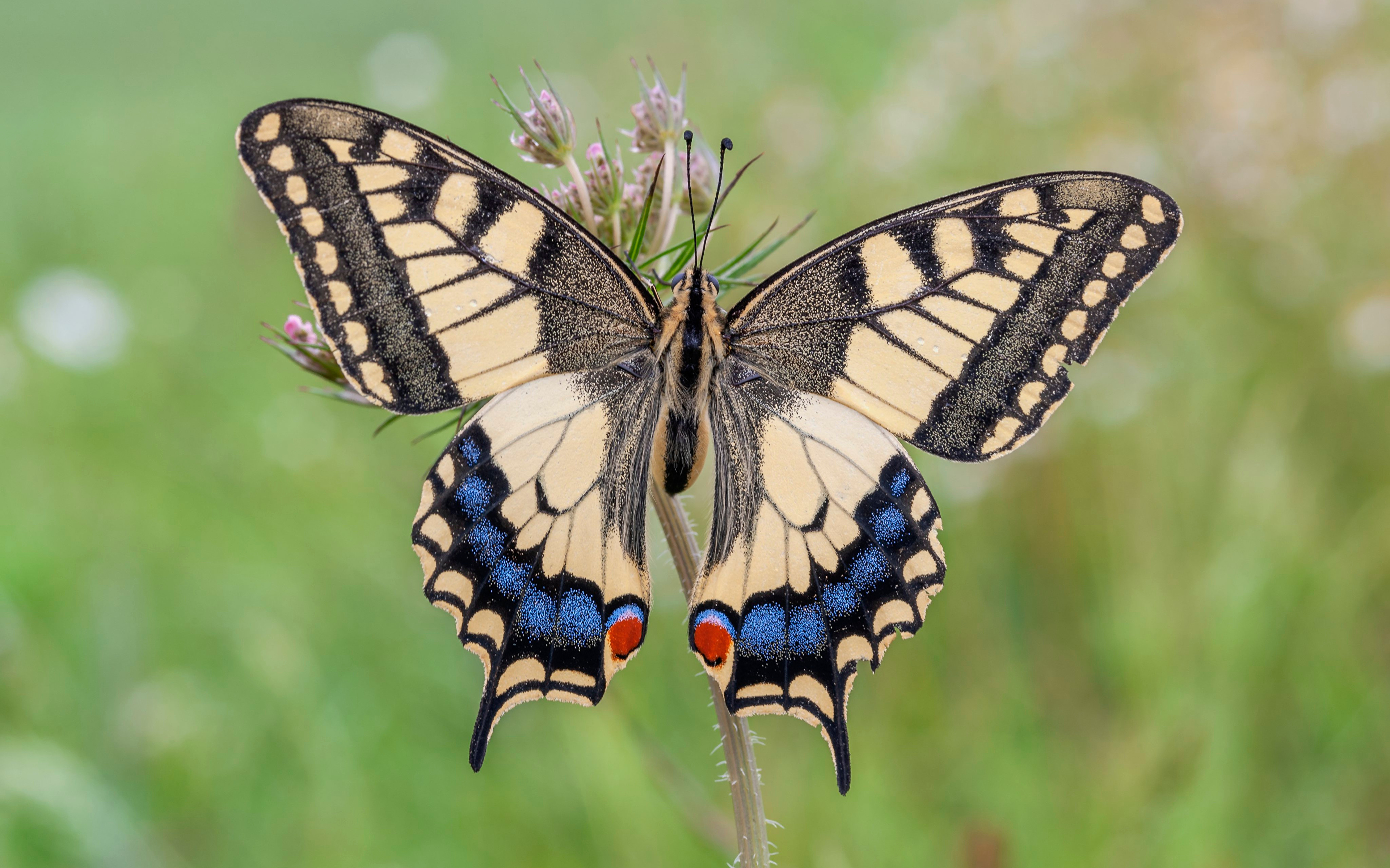 Фотографии Бабочки насекомое machaon Животные Крупным планом 3840x2400 бабочка Насекомые вблизи животное