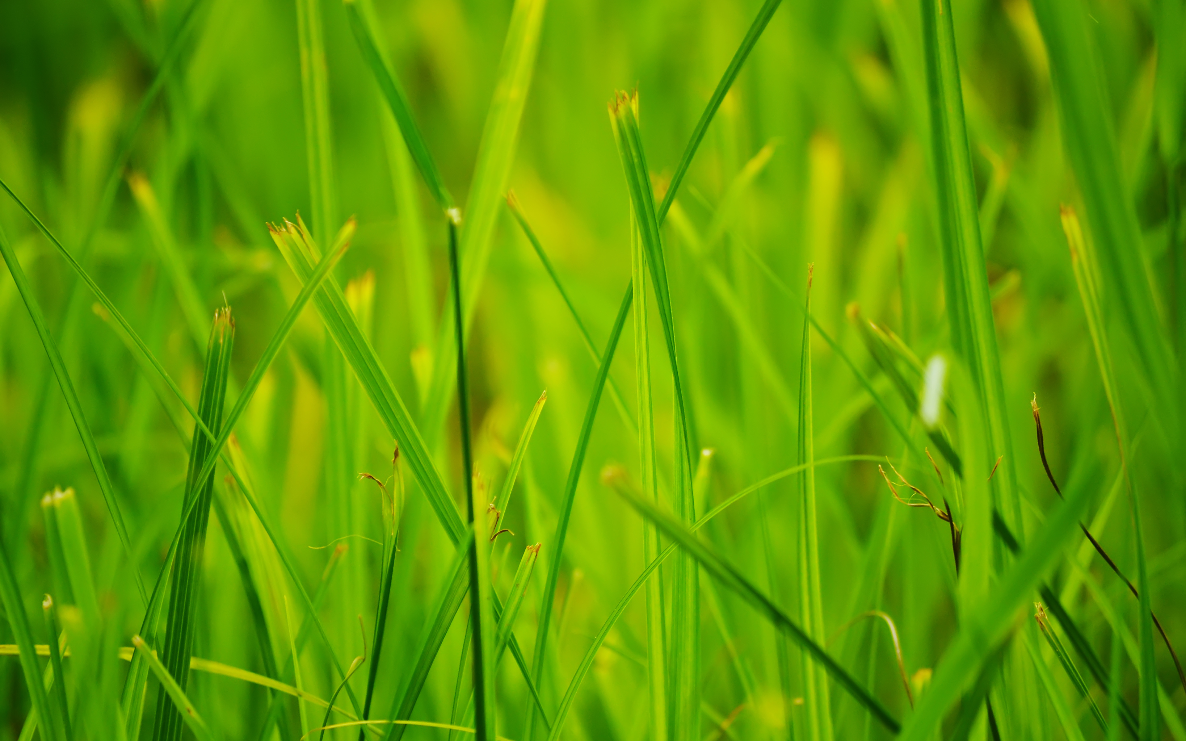природа крупный план трава без смс