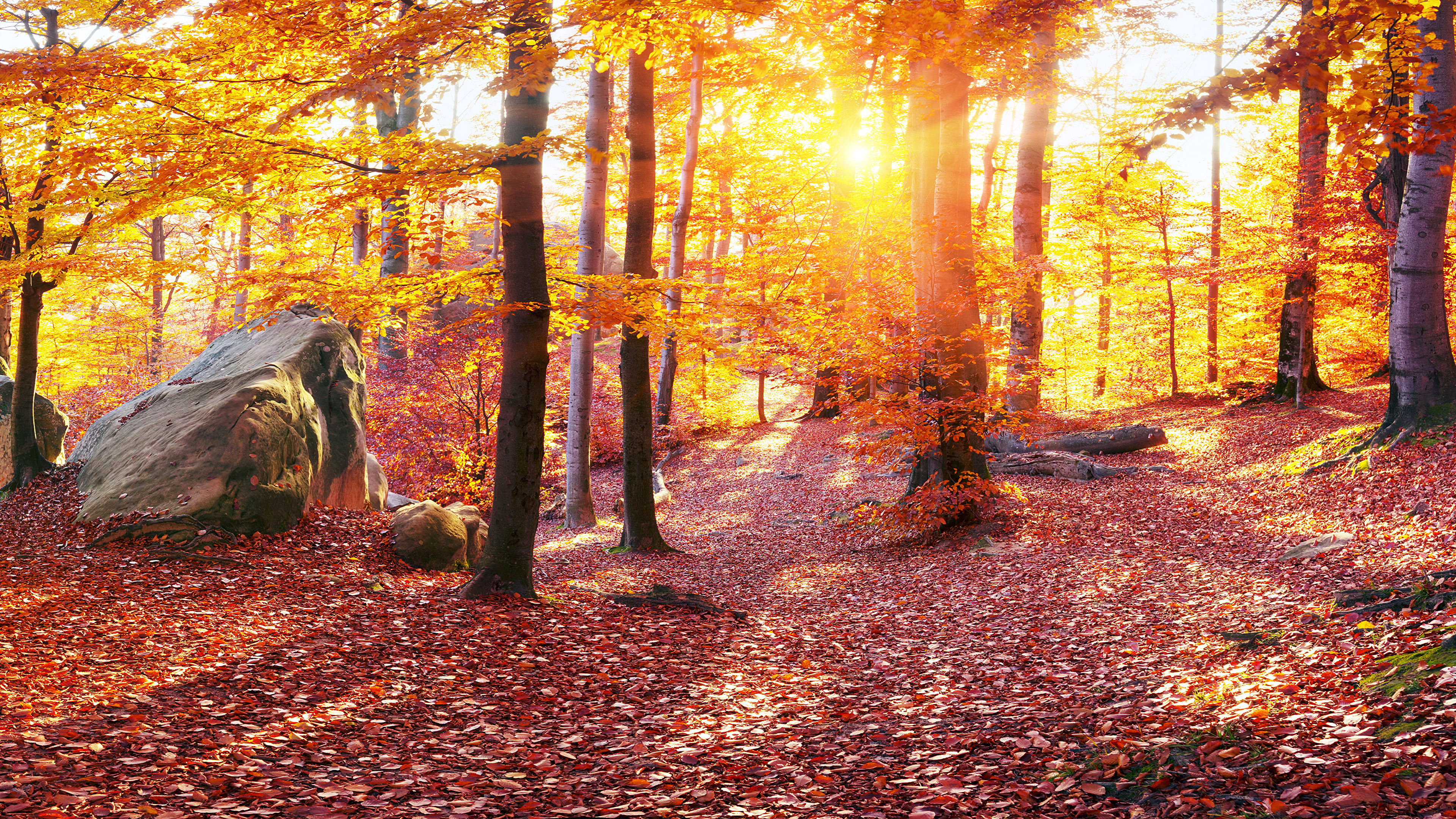 лес камень осень скачать