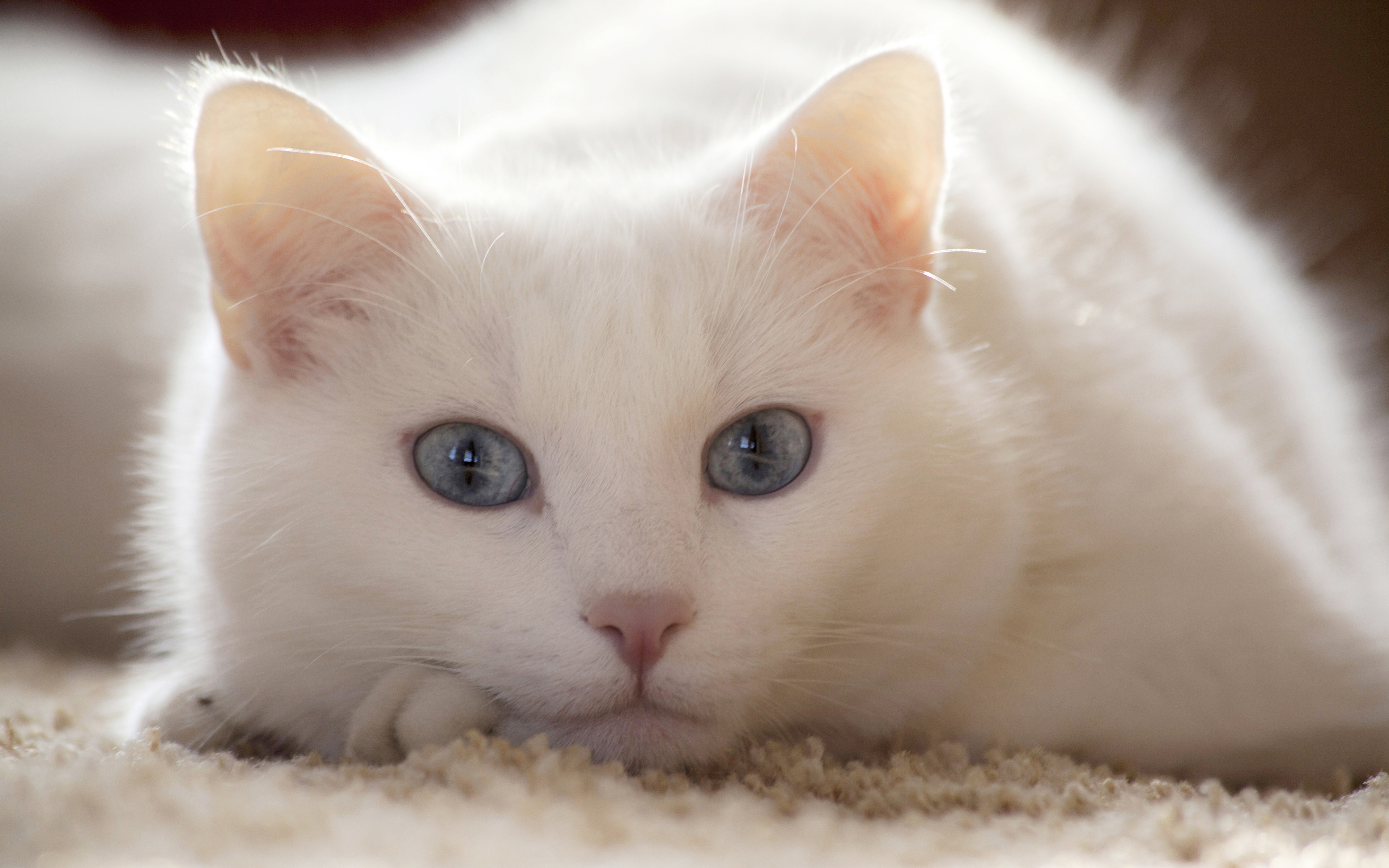 Какую кошку зовут. Сиамский кот альбинос. Турецкая ангора короткошерстная. Кошка белая. Имена для кошек девочек.
