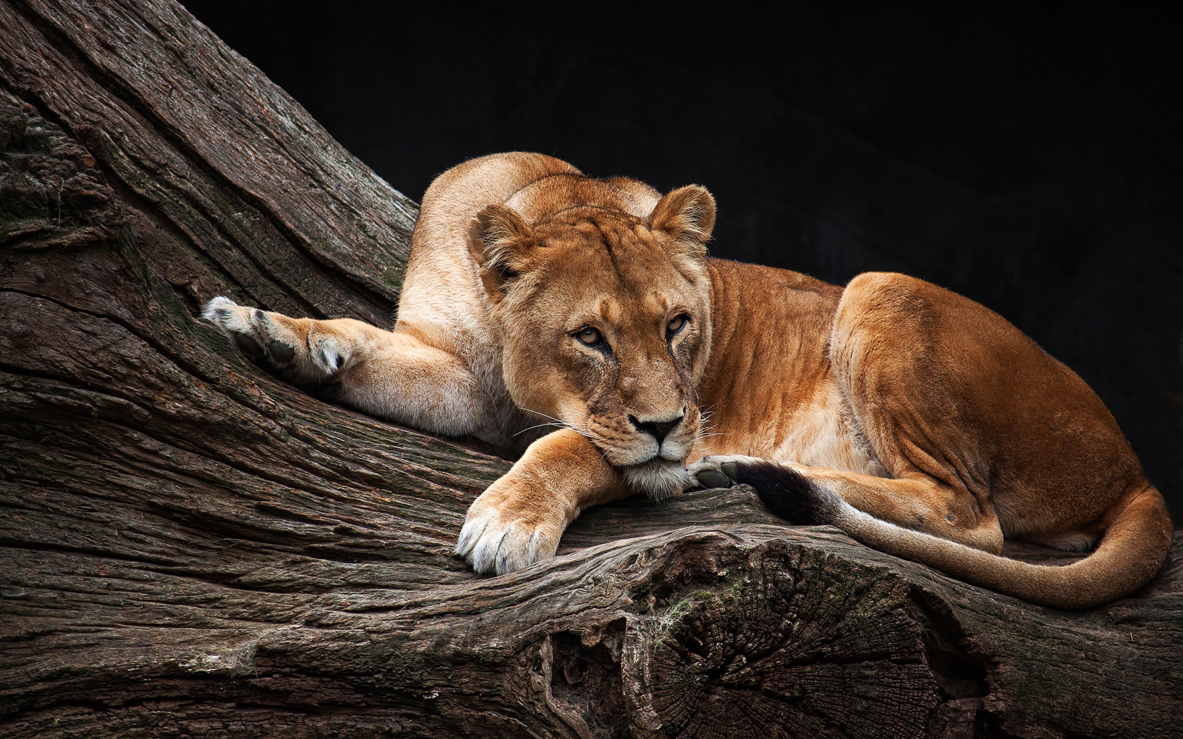 Львица Животные фото 3840x2400 животное обои картинки скачать на рабочий ст...