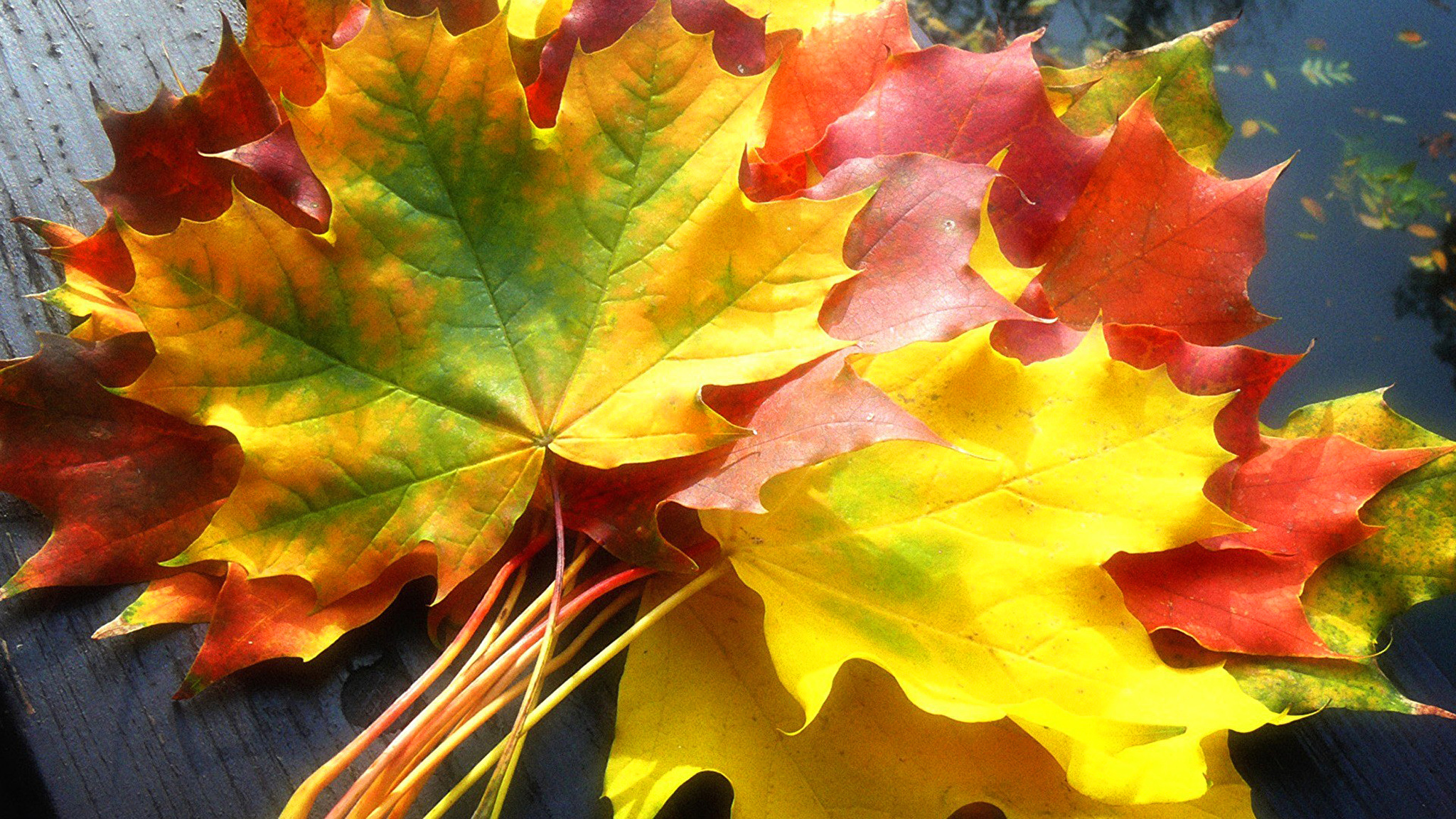 Разноцветный лист клена. Осень листья. Кленовый лист. Листики осенние. Красивые осенние листья.