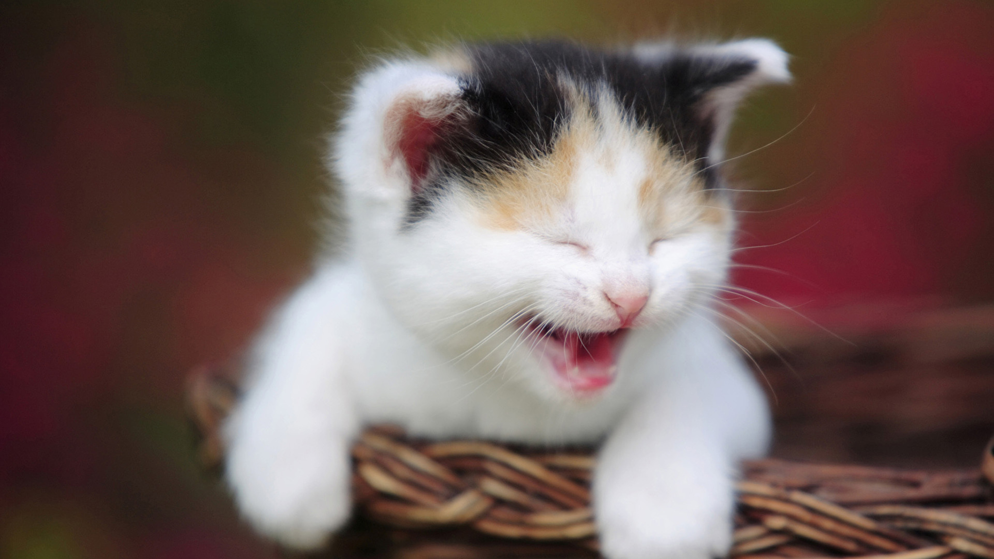 Фотки мурздей. Счастливый кот. Смешные котята. Милые коты. Котик смеется.