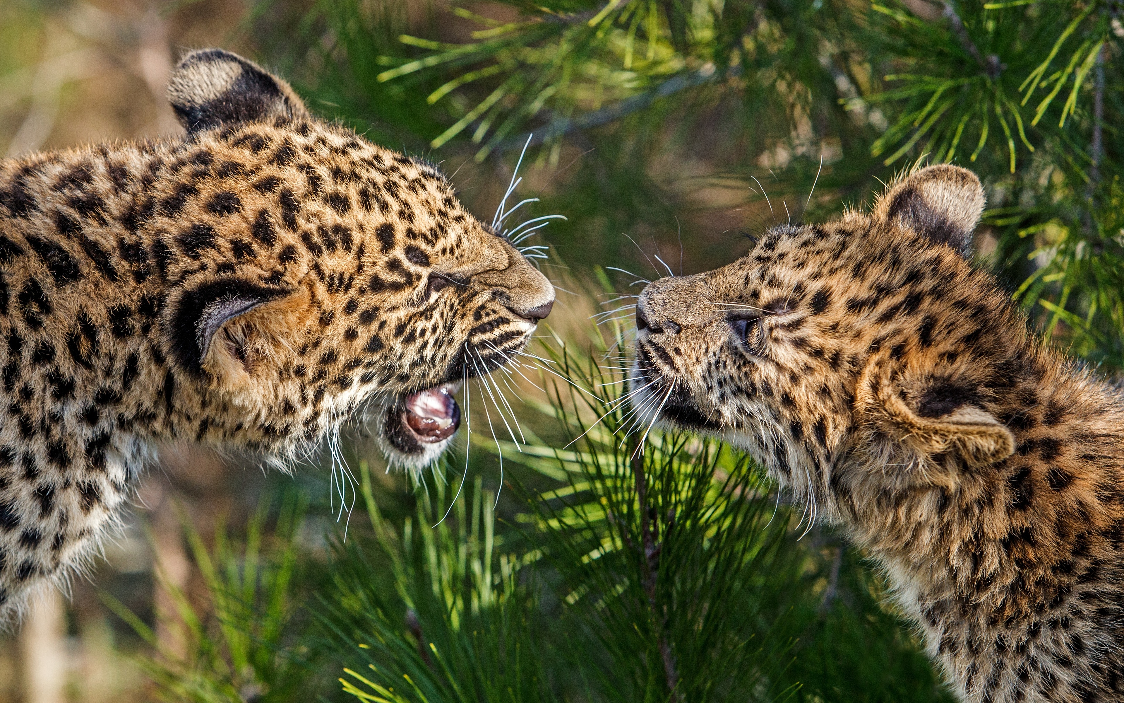 Animals images. Анатолийский леопард. Дальневосточный леопард Детеныши. Дальневосточный леопард в дикой природе. Дальневосточный леопард фото.