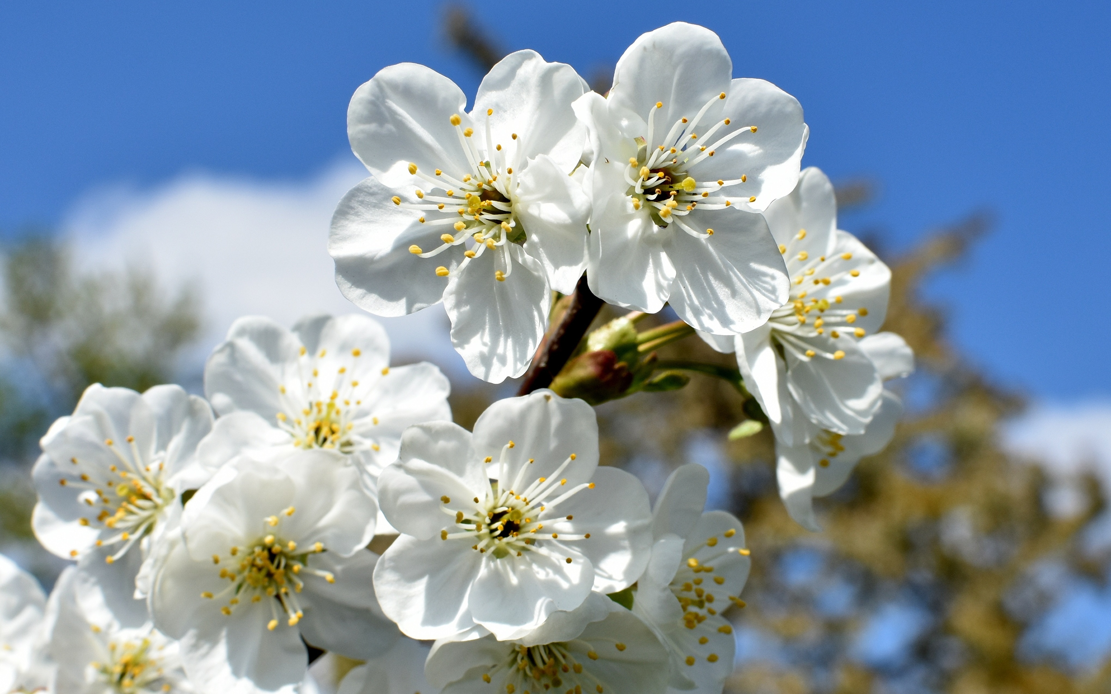 Картинки сакуры cherry-tree Белый Цветы Цветущие деревья 3840x2400 Сакура белая белые белых цветок