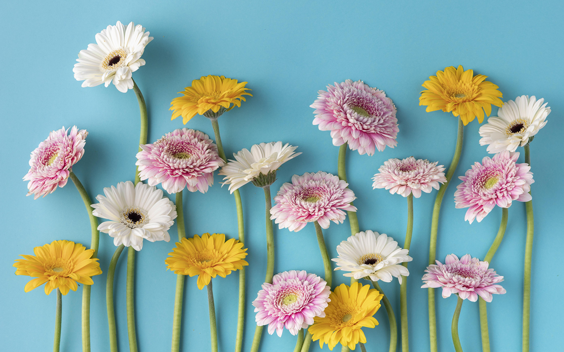 Картинки Герберы цветок Много Цветной фон 1920x1200 гербера Цветы
