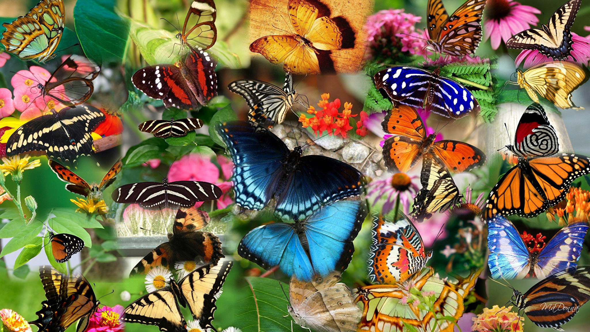 Кратко разноцветная бабочка. Много бабочек. Много красивых бабочек. Расцветки бабочек. Красивые бабочки.