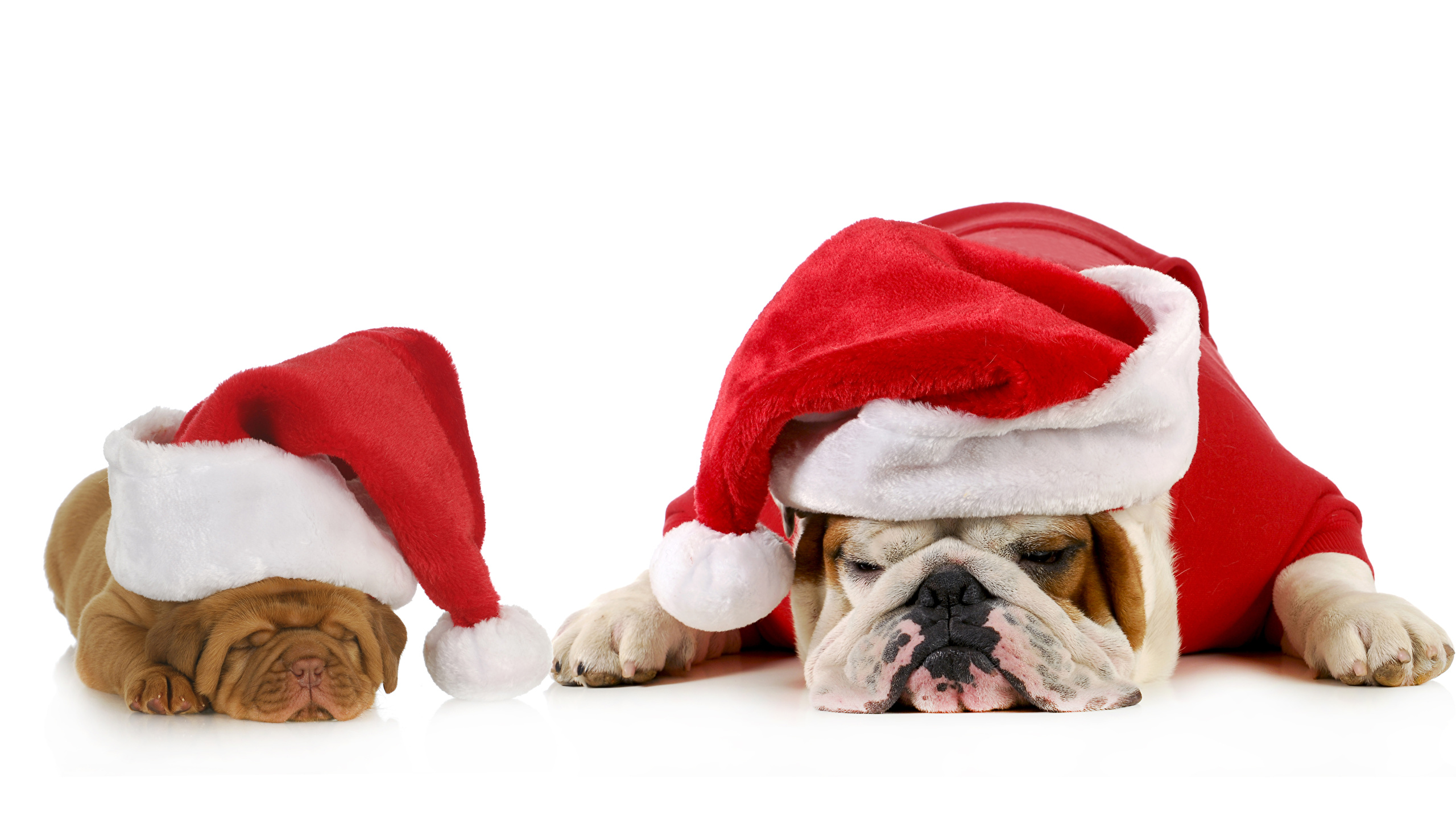 Картинка Бульдог собака Новый год спят шапка вдвоем животное Белый фон 2560x1440 бульдога Собаки Рождество 2 два две сон Двое Спит Шапки спящий в шапке Животные белом фоне белым фоном