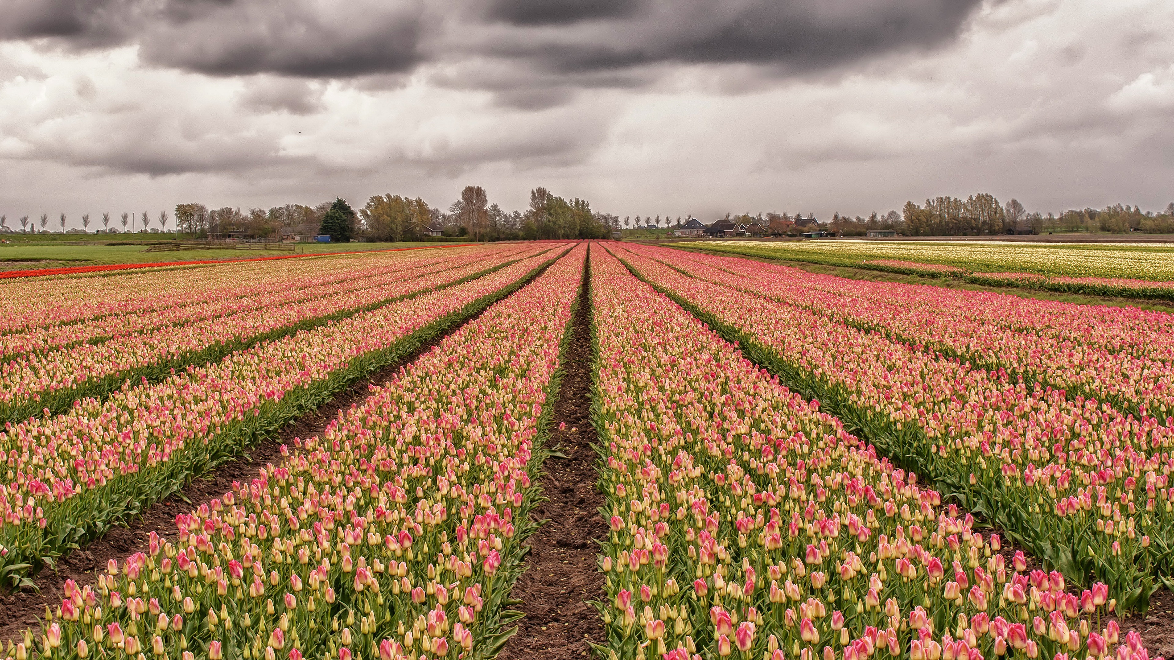 Тюльпаны в поле без смс