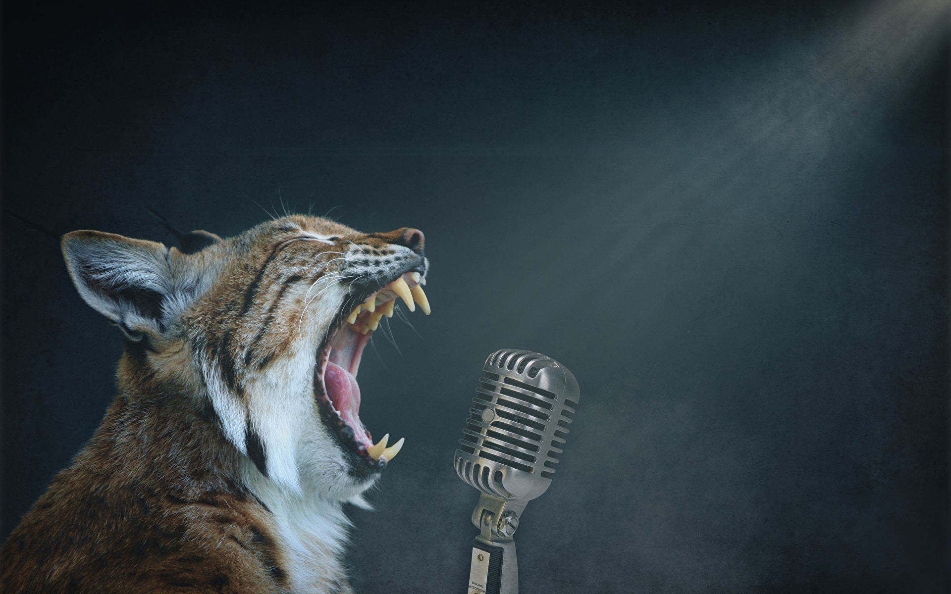 Фото Рыси Клыки Микрофон злой животное 1920x1200 рысь микрофоны микрофоном рычит Оскал злость Животные