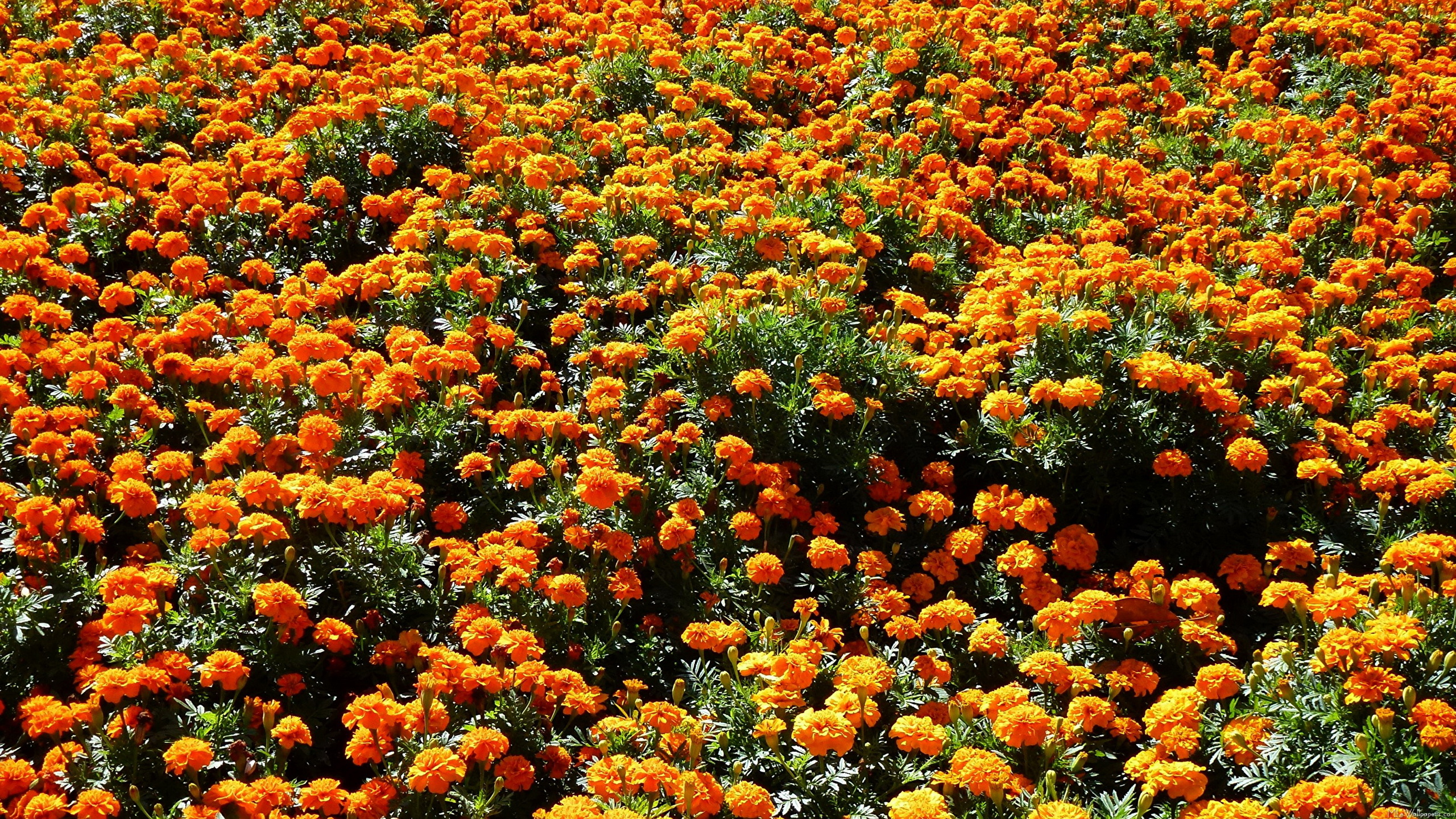 природа оранжевые цветы Бархатцы бесплатно